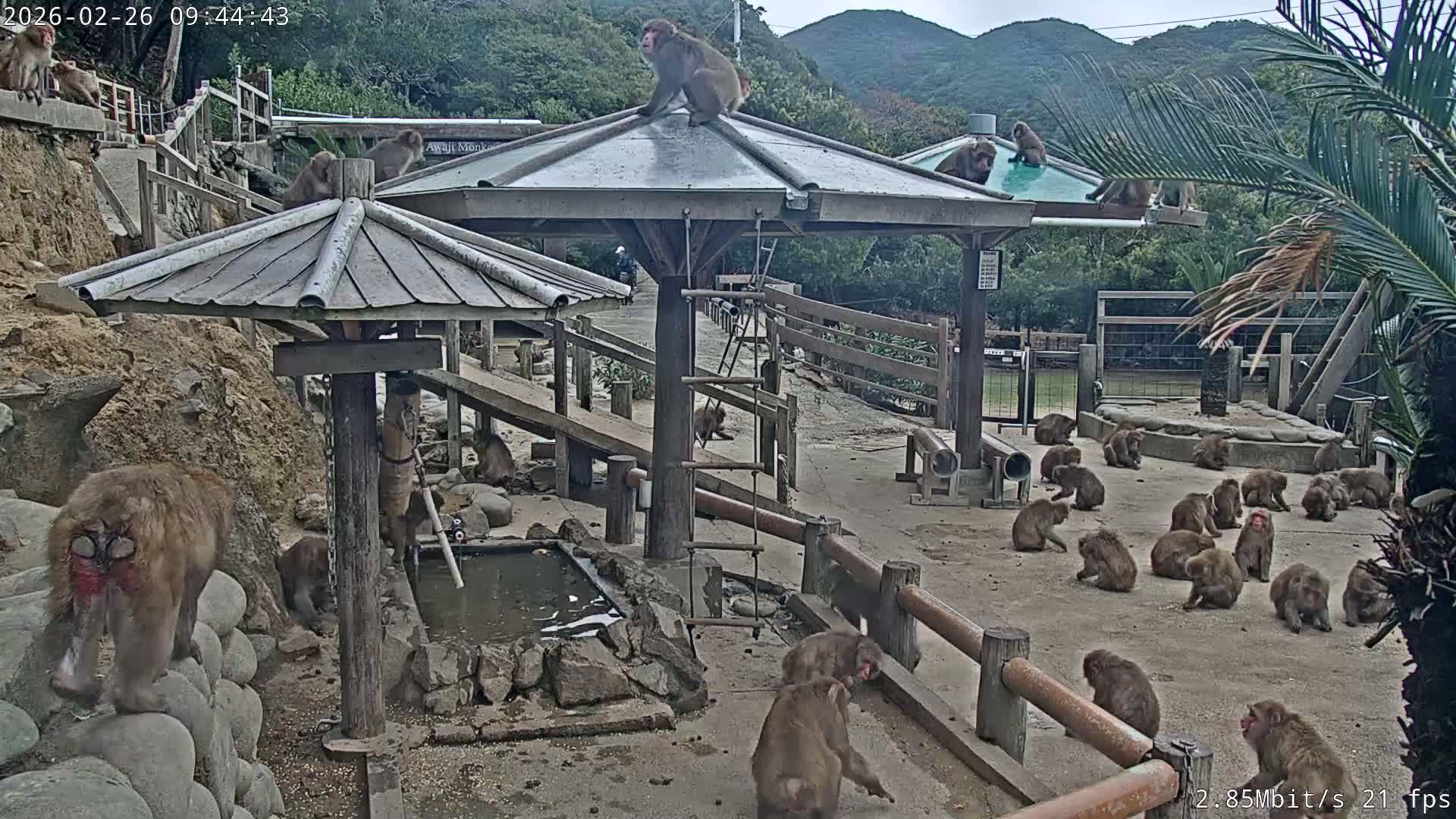 Awaji Island, Awaji Monkey Center ( 淡路島モンキーセンター) Live Cam - Hatadagumi, Sumoto Shi, Hyogo, Kansai,  Japan