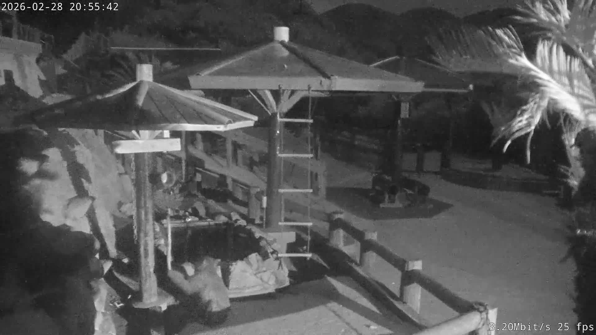 Awaji Island, Awaji Monkey Center ( 淡路島モンキーセンター) Live Cam - Hatadagumi, Sumoto Shi, Hyogo, Kansai,  Japan