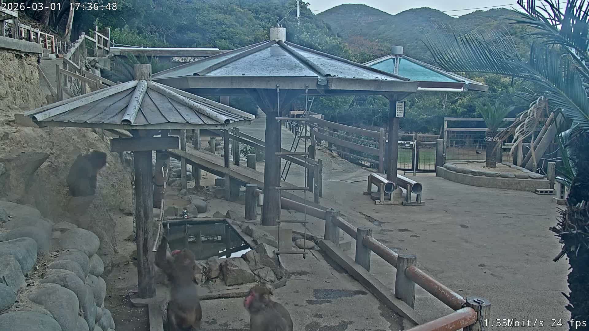 Awaji Island, Awaji Monkey Center ( 淡路島モンキーセンター) Live Cam - Hatadagumi, Sumoto Shi, Hyogo, Kansai,  Japan