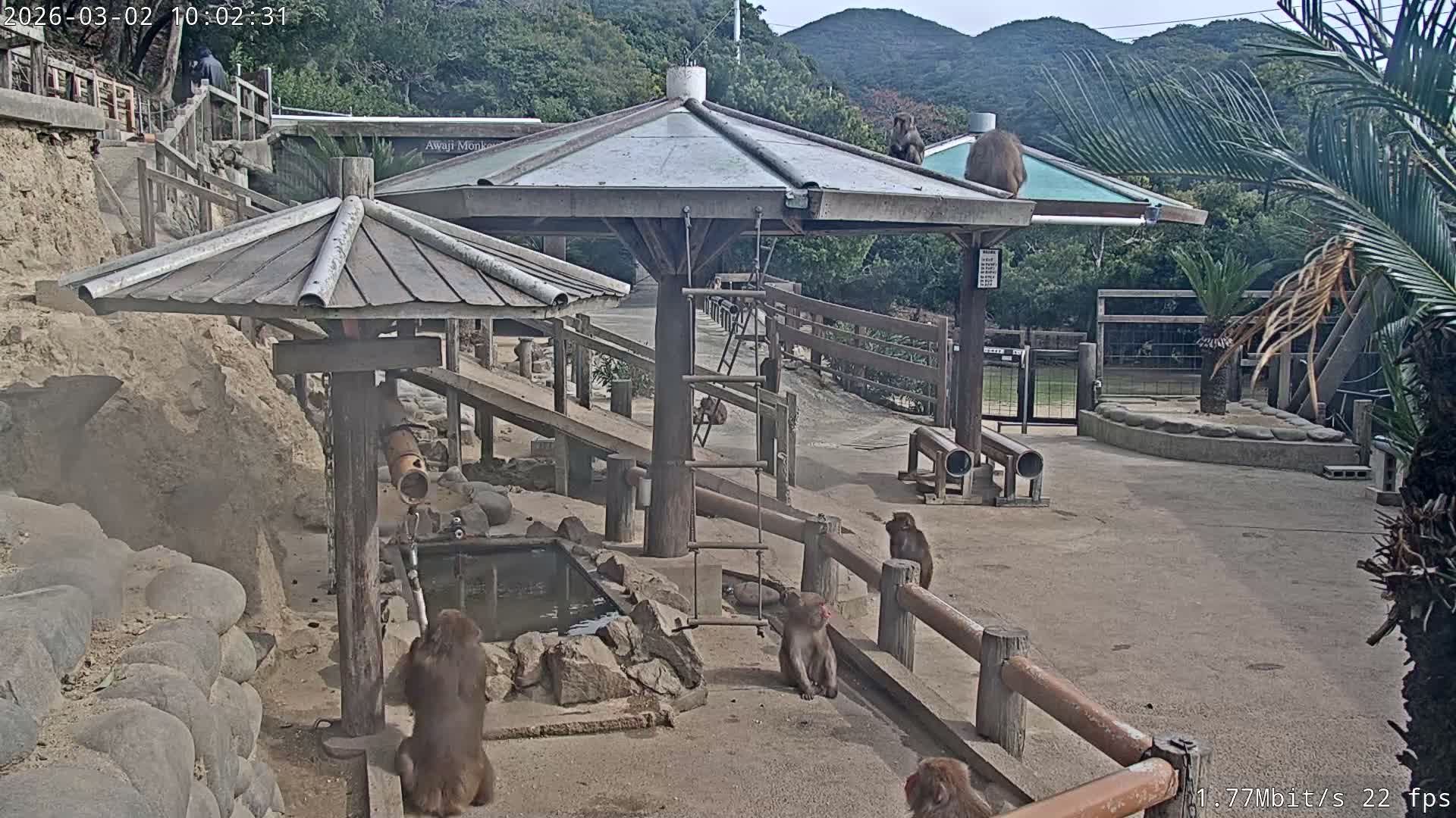 Awaji Island, Awaji Monkey Center ( 淡路島モンキーセンター) Live Cam - Hatadagumi, Sumoto Shi, Hyogo, Kansai,  Japan