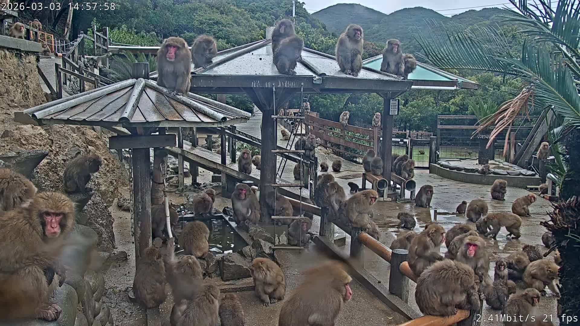 Awaji Island, Awaji Monkey Center ( 淡路島モンキーセンター) Live Cam - Hatadagumi, Sumoto Shi, Hyogo, Kansai,  Japan