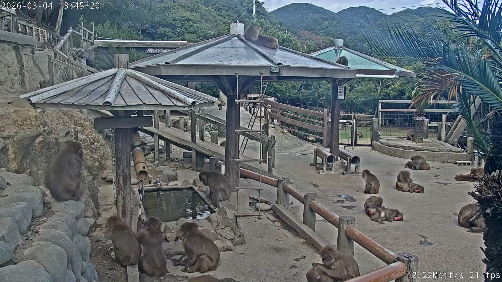 Awaji Island, Awaji Monkey Center ( 淡路島モンキーセンター) Live Cam - Hatadagumi, Sumoto Shi, Hyogo, Kansai,  Japan