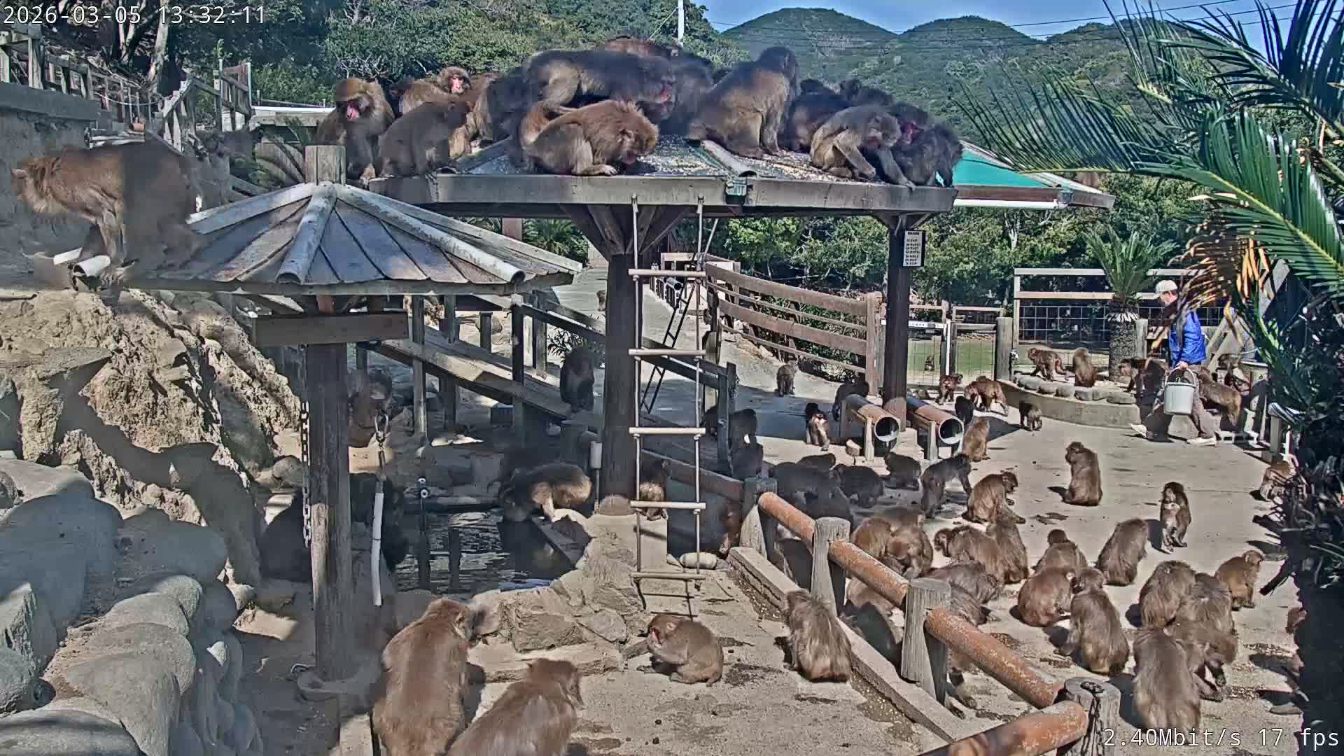 Awaji Island, Awaji Monkey Center ( 淡路島モンキーセンター) Live Cam - Hatadagumi, Sumoto Shi, Hyogo, Kansai,  Japan