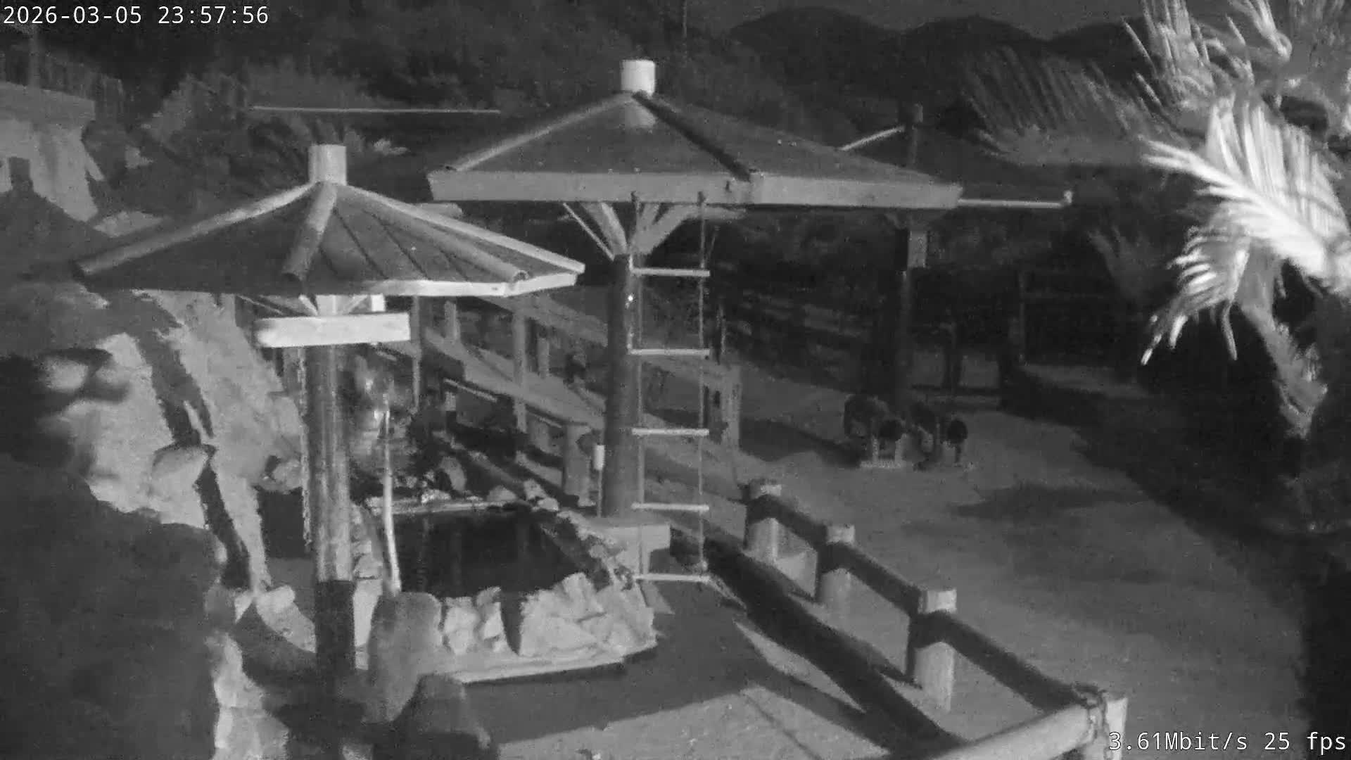 Awaji Island, Awaji Monkey Center ( 淡路島モンキーセンター) Live Cam - Hatadagumi, Sumoto Shi, Hyogo, Kansai,  Japan
