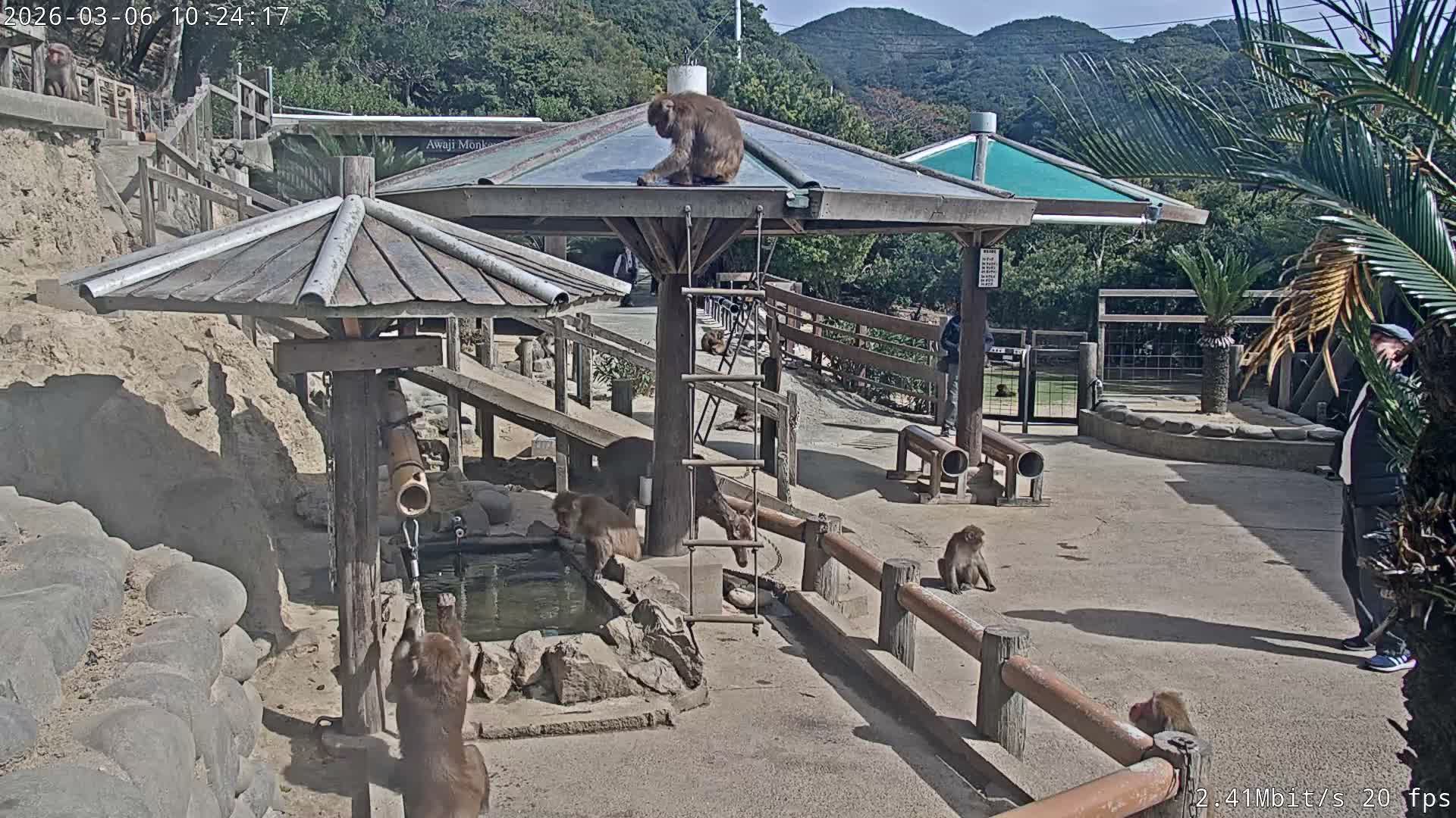 Awaji Island, Awaji Monkey Center ( 淡路島モンキーセンター) Live Cam - Hatadagumi, Sumoto Shi, Hyogo, Kansai,  Japan