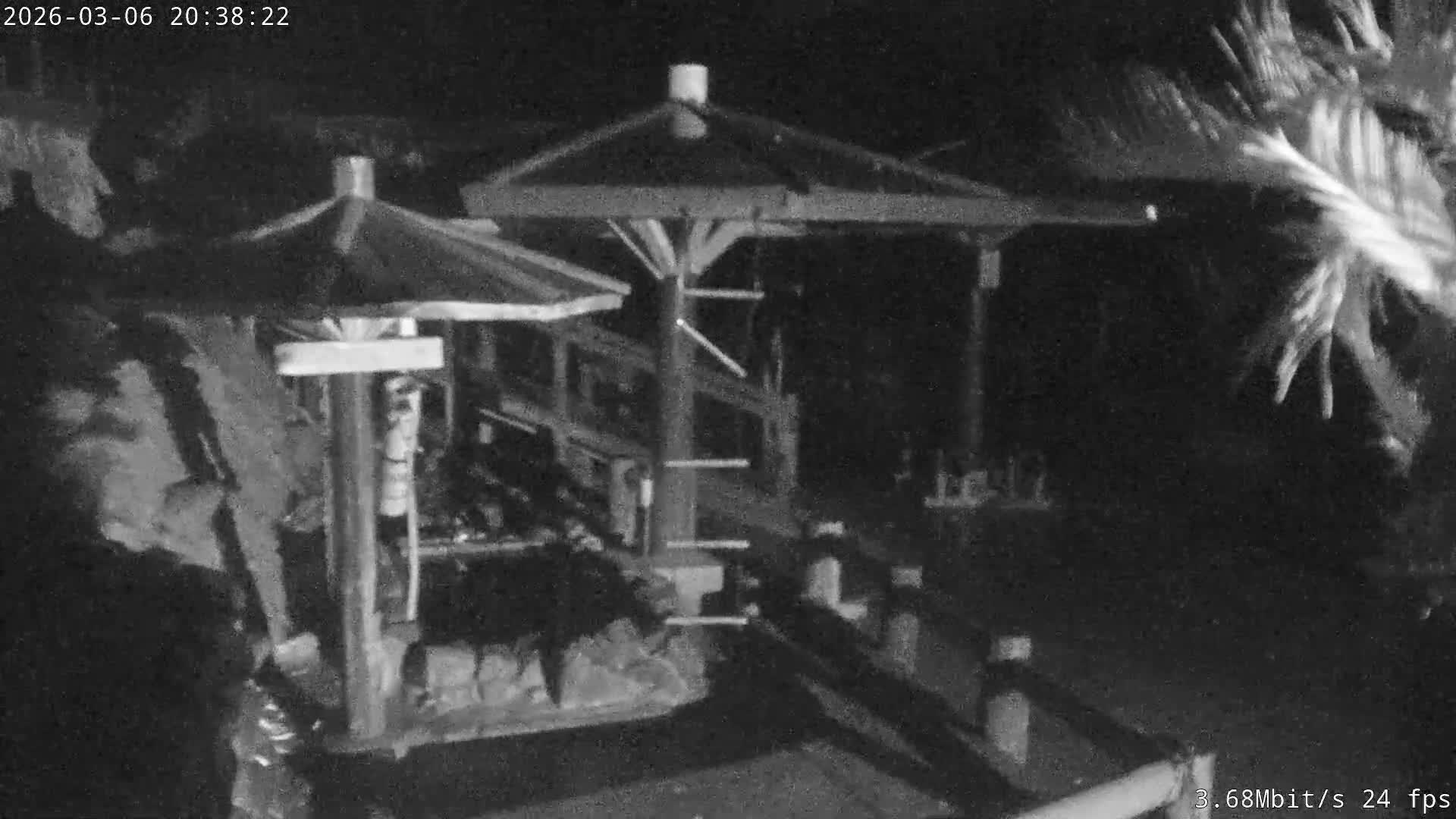 Awaji Island, Awaji Monkey Center ( 淡路島モンキーセンター) Live Cam - Hatadagumi, Sumoto Shi, Hyogo, Kansai,  Japan