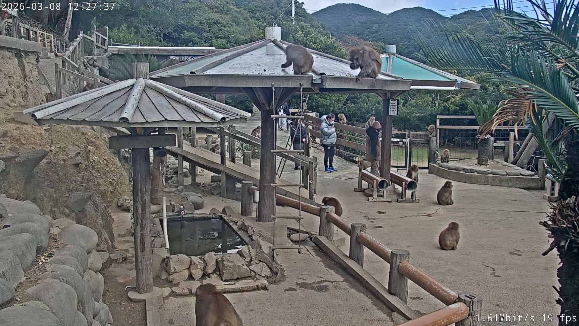 Awaji Island, Awaji Monkey Center ( 淡路島モンキーセンター) Live Cam - Hatadagumi, Sumoto Shi, Hyogo, Kansai,  Japan