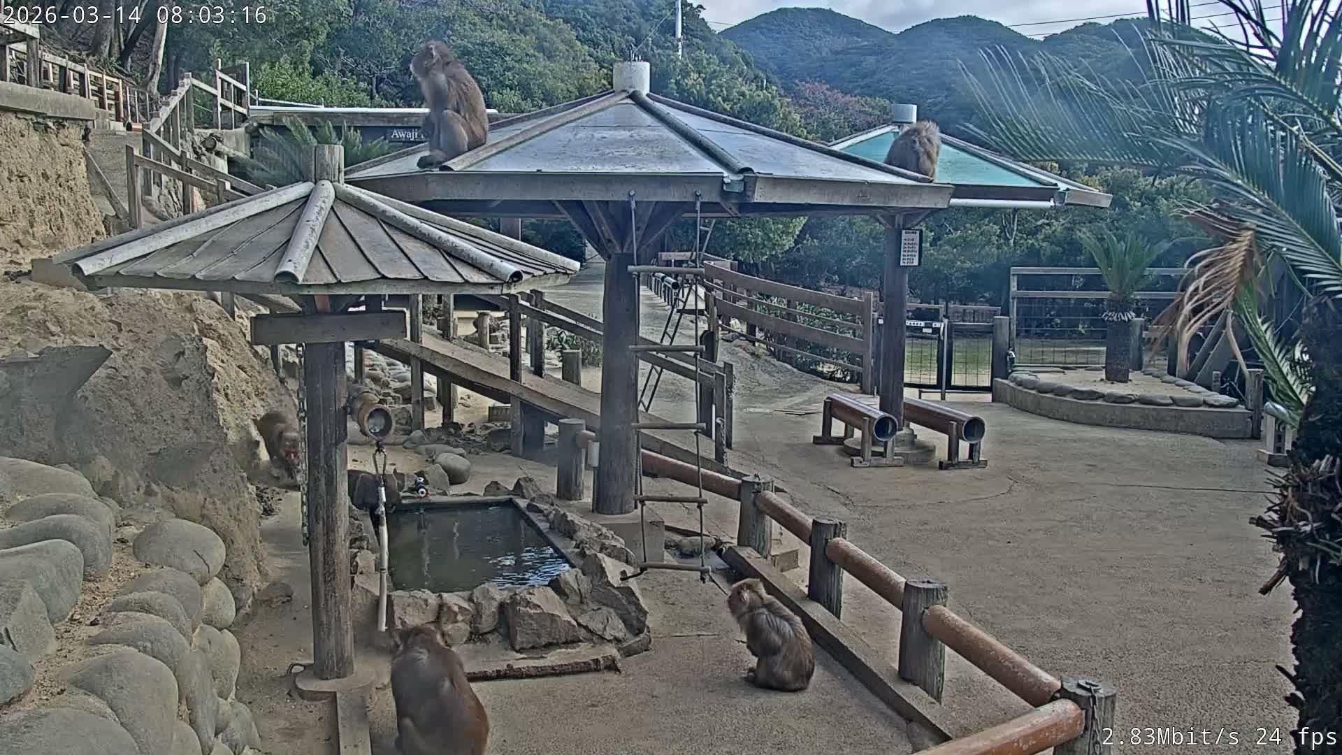 Awaji Island, Awaji Monkey Center ( 淡路島モンキーセンター) Live Cam - Hatadagumi, Sumoto Shi, Hyogo, Kansai,  Japan
