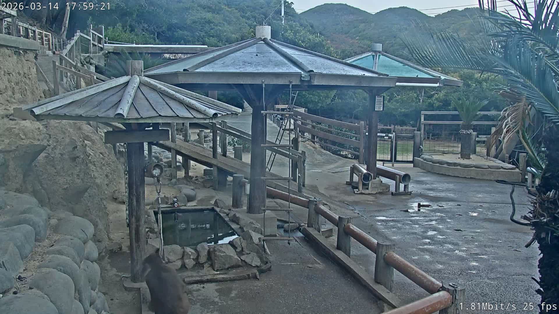 Awaji Island, Awaji Monkey Center ( 淡路島モンキーセンター) Live Cam - Hatadagumi, Sumoto Shi, Hyogo, Kansai,  Japan