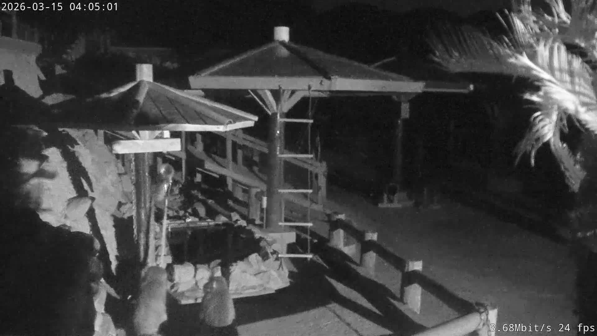 Awaji Island, Awaji Monkey Center ( 淡路島モンキーセンター) Live Cam - Hatadagumi, Sumoto Shi, Hyogo, Kansai,  Japan