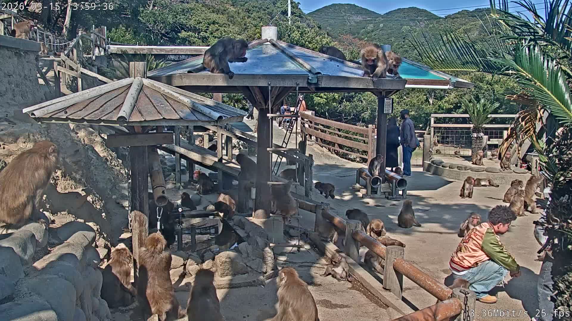 Awaji Island, Awaji Monkey Center ( 淡路島モンキーセンター) Live Cam - Hatadagumi, Sumoto Shi, Hyogo, Kansai,  Japan