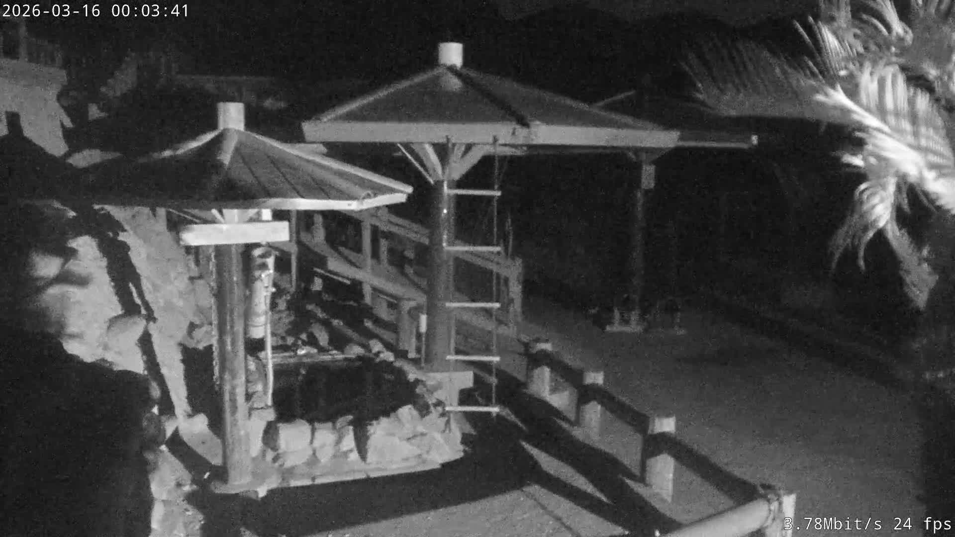 Awaji Island, Awaji Monkey Center ( 淡路島モンキーセンター) Live Cam - Hatadagumi, Sumoto Shi, Hyogo, Kansai,  Japan