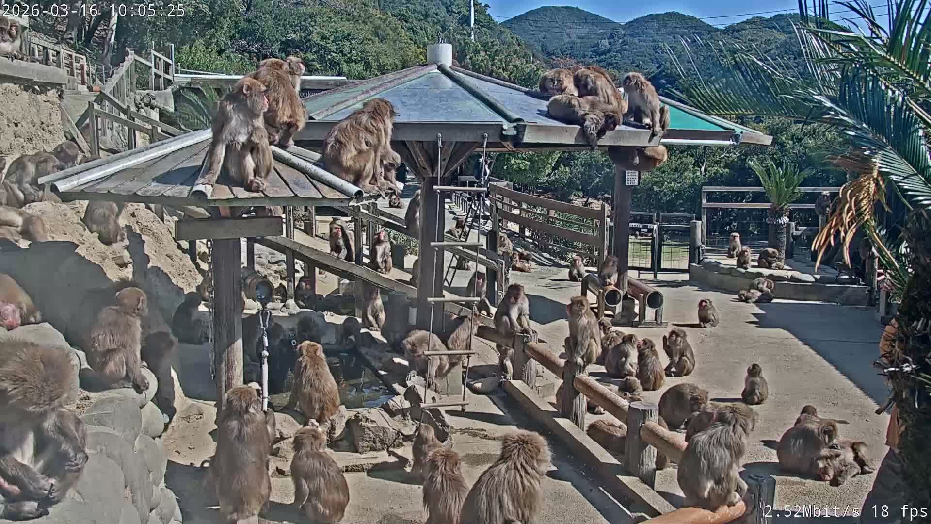 Awaji Island, Awaji Monkey Center ( 淡路島モンキーセンター) Live Cam - Hatadagumi, Sumoto Shi, Hyogo, Kansai,  Japan