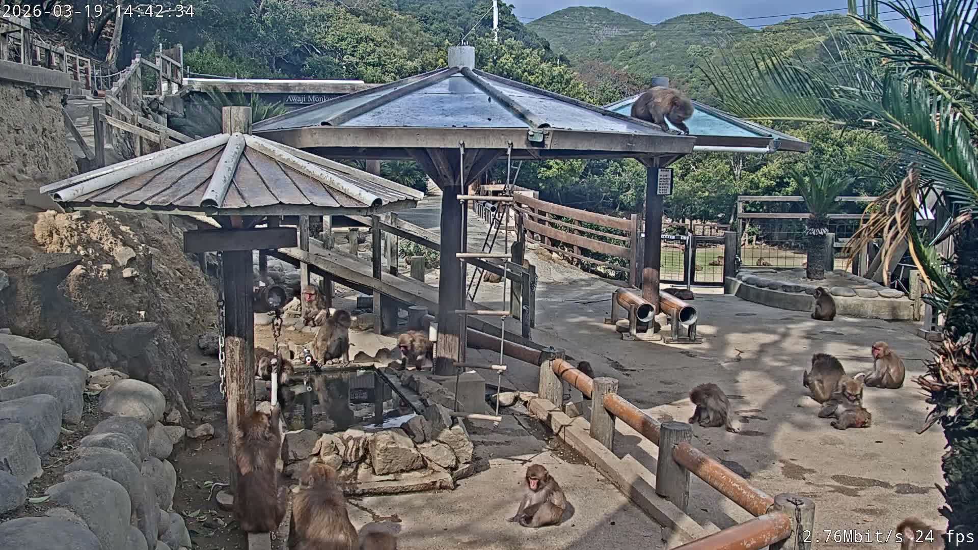 Awaji Island, Awaji Monkey Center ( 淡路島モンキーセンター) Live Cam - Hatadagumi, Sumoto Shi, Hyogo, Kansai,  Japan