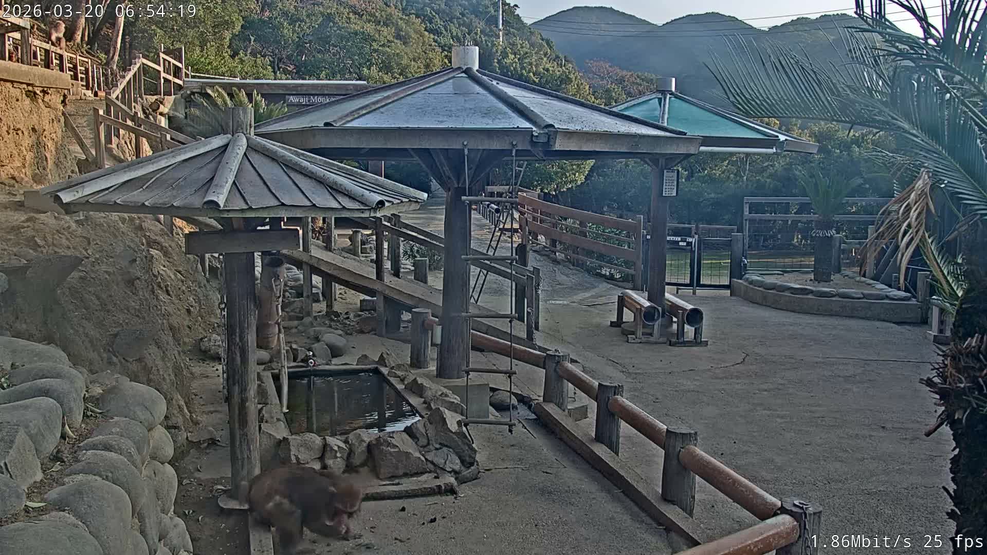 Awaji Island, Awaji Monkey Center ( 淡路島モンキーセンター) Live Cam - Hatadagumi, Sumoto Shi, Hyogo, Kansai,  Japan