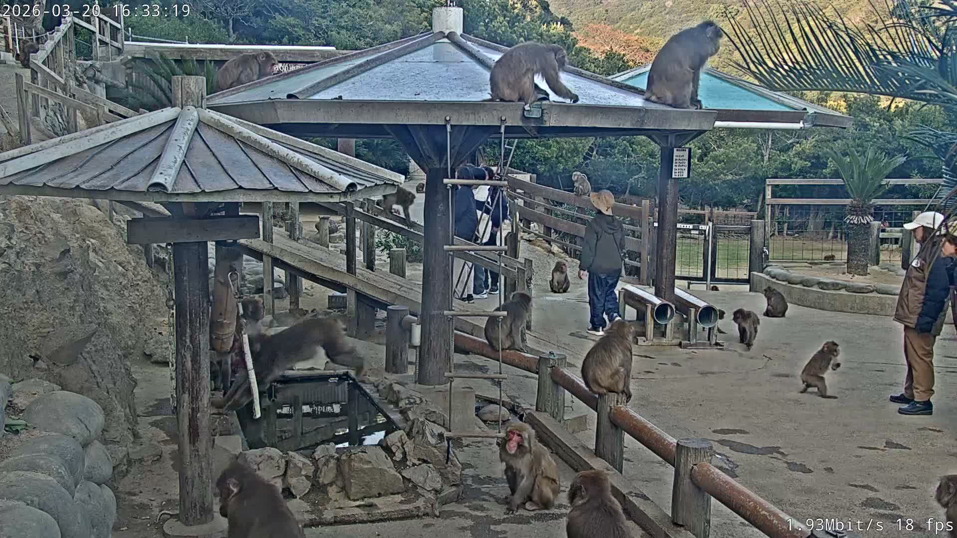 Awaji Island, Awaji Monkey Center ( 淡路島モンキーセンター) Live Cam - Hatadagumi, Sumoto Shi, Hyogo, Kansai,  Japan