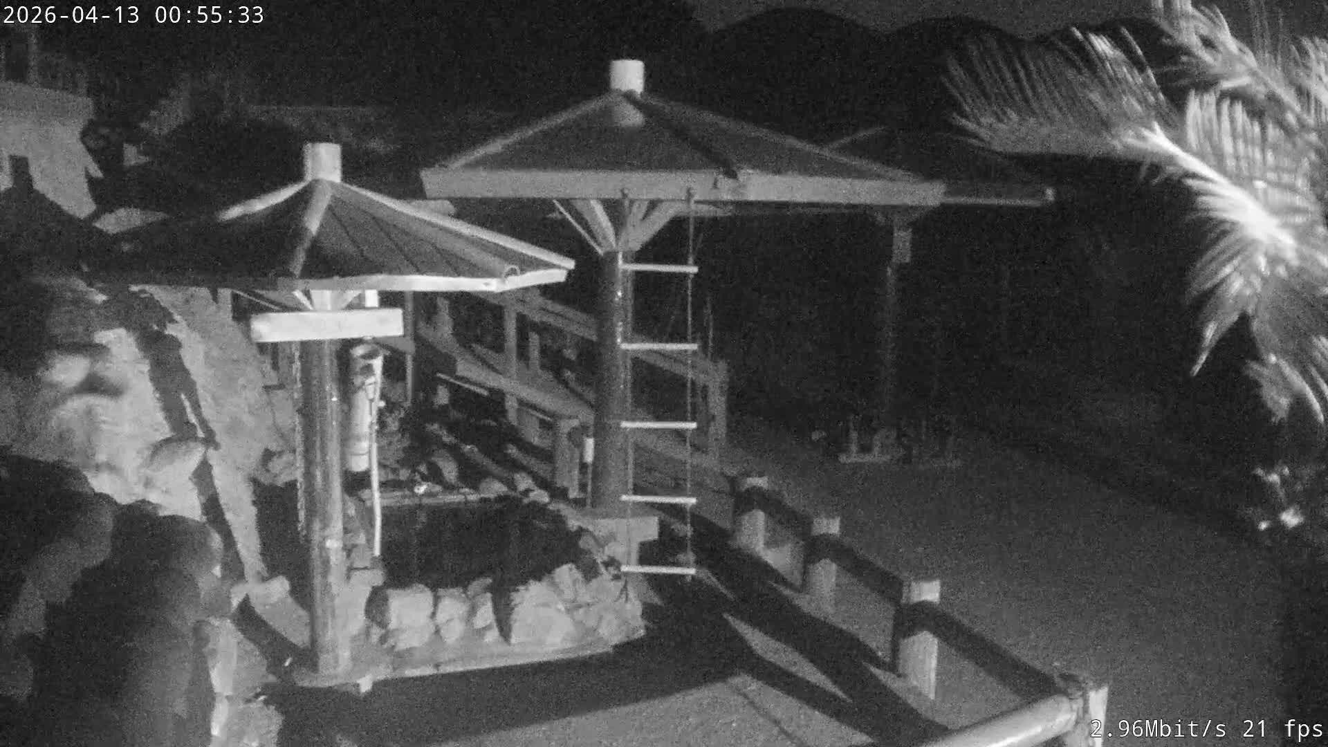 Awaji Island, Awaji Monkey Center ( 淡路島モンキーセンター) Live Cam - Hatadagumi, Sumoto Shi, Hyogo, Kansai,  Japan