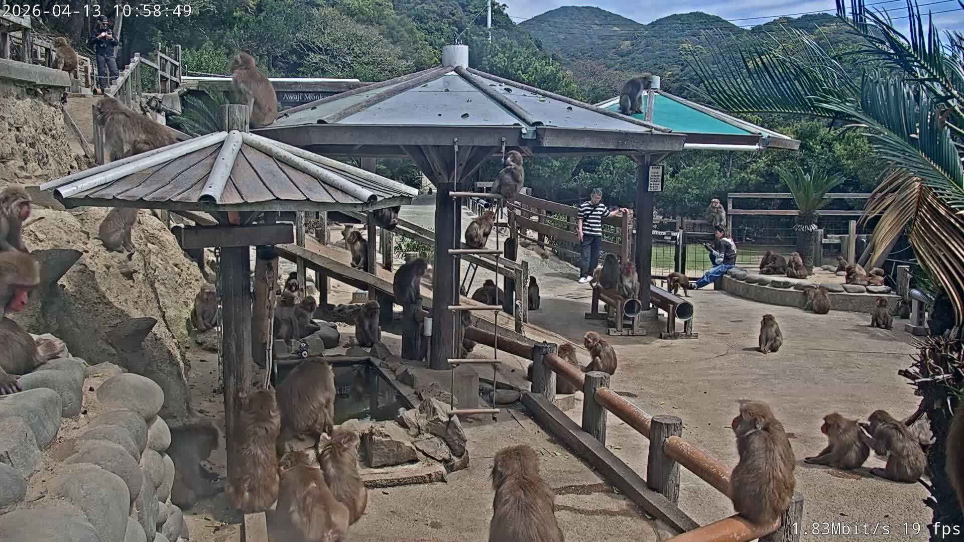 Awaji Island, Awaji Monkey Center ( 淡路島モンキーセンター) Live Cam - Hatadagumi, Sumoto Shi, Hyogo, Kansai,  Japan