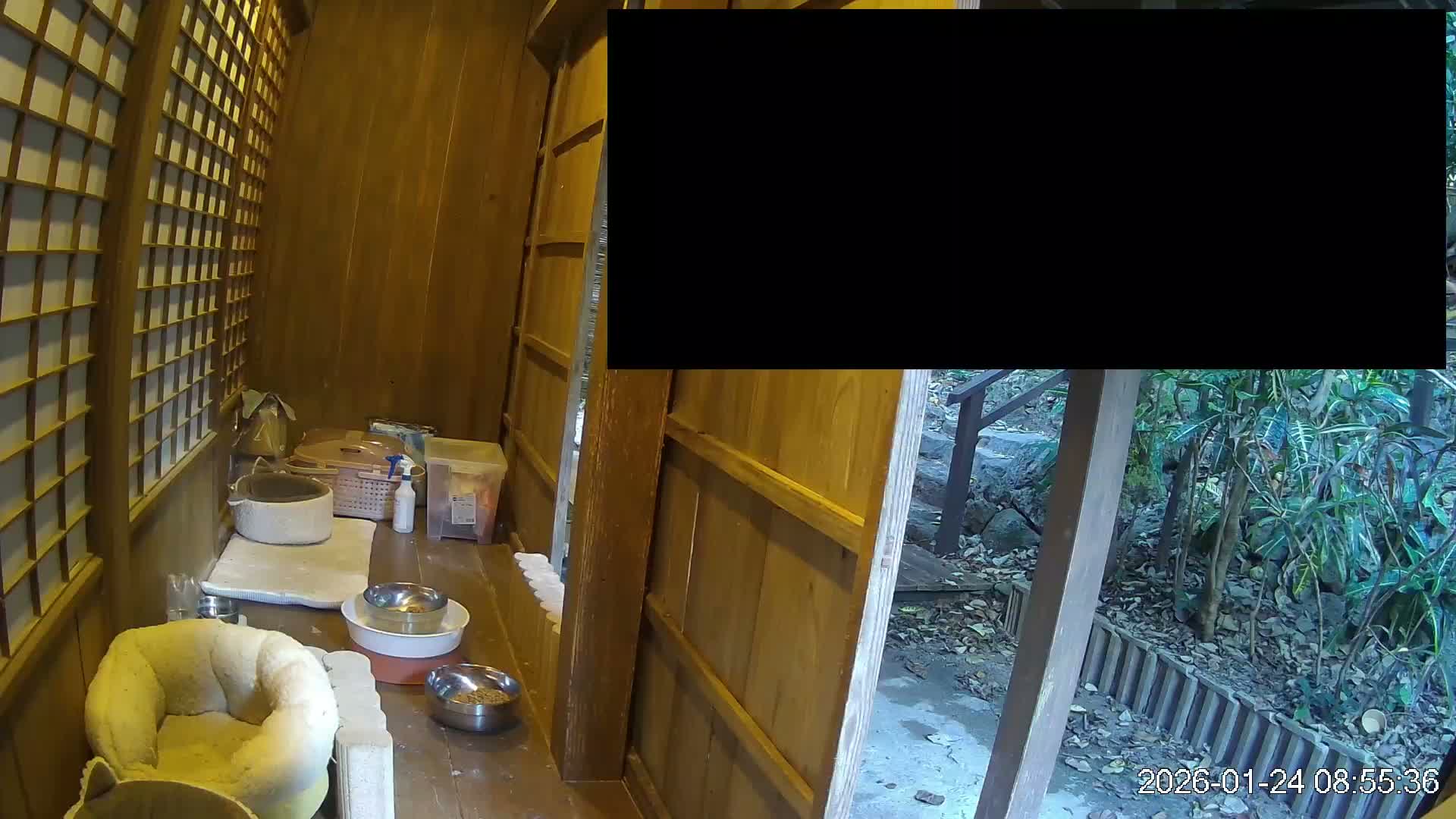 Okinawa Island, Motobu, Bise Village Cat Life ( 沖縄本島 本部町 備瀬村 猫ライフ ) Live Cam - Bise, Motobu, Kunigami, Okinawa, Kyushu, Japan