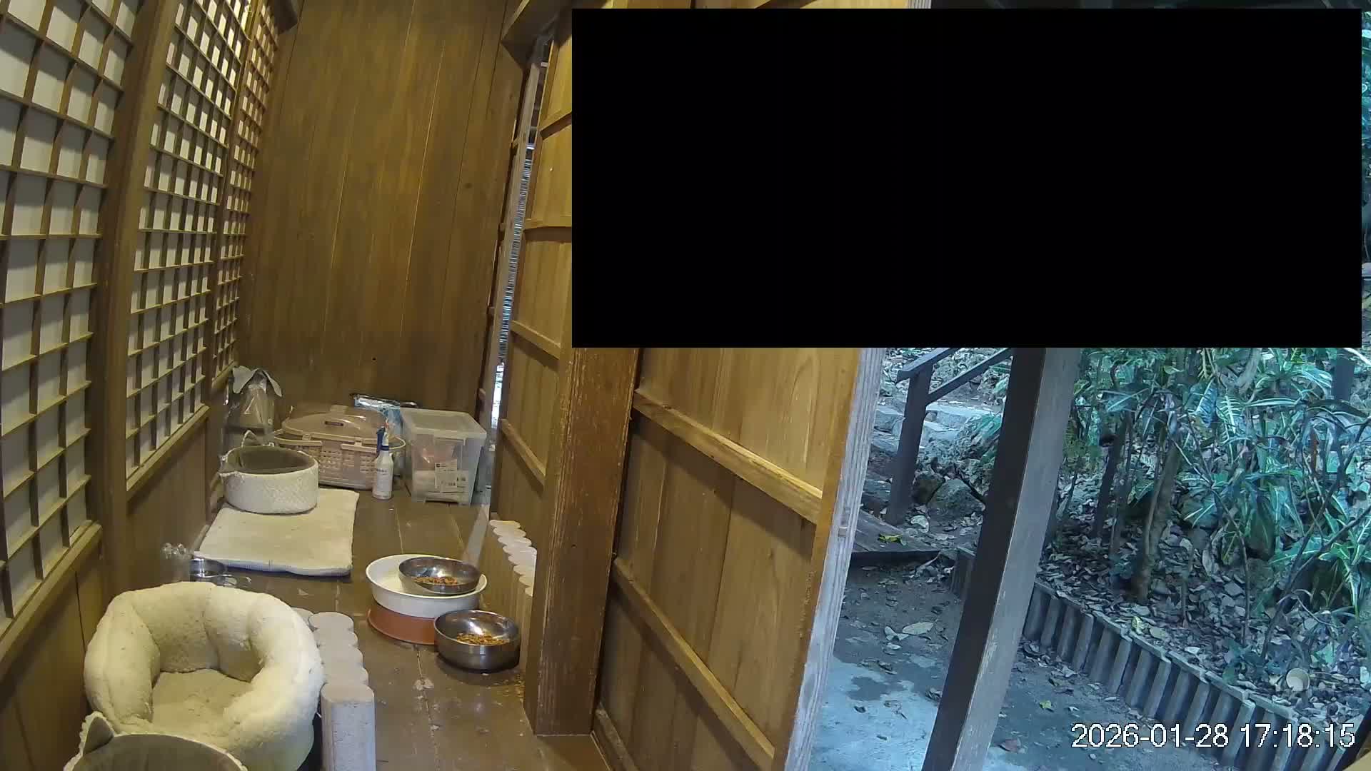 Okinawa Island, Motobu, Bise Village Cat Life ( 沖縄本島 本部町 備瀬村 猫ライフ ) Live Cam - Bise, Motobu, Kunigami, Okinawa, Kyushu, Japan