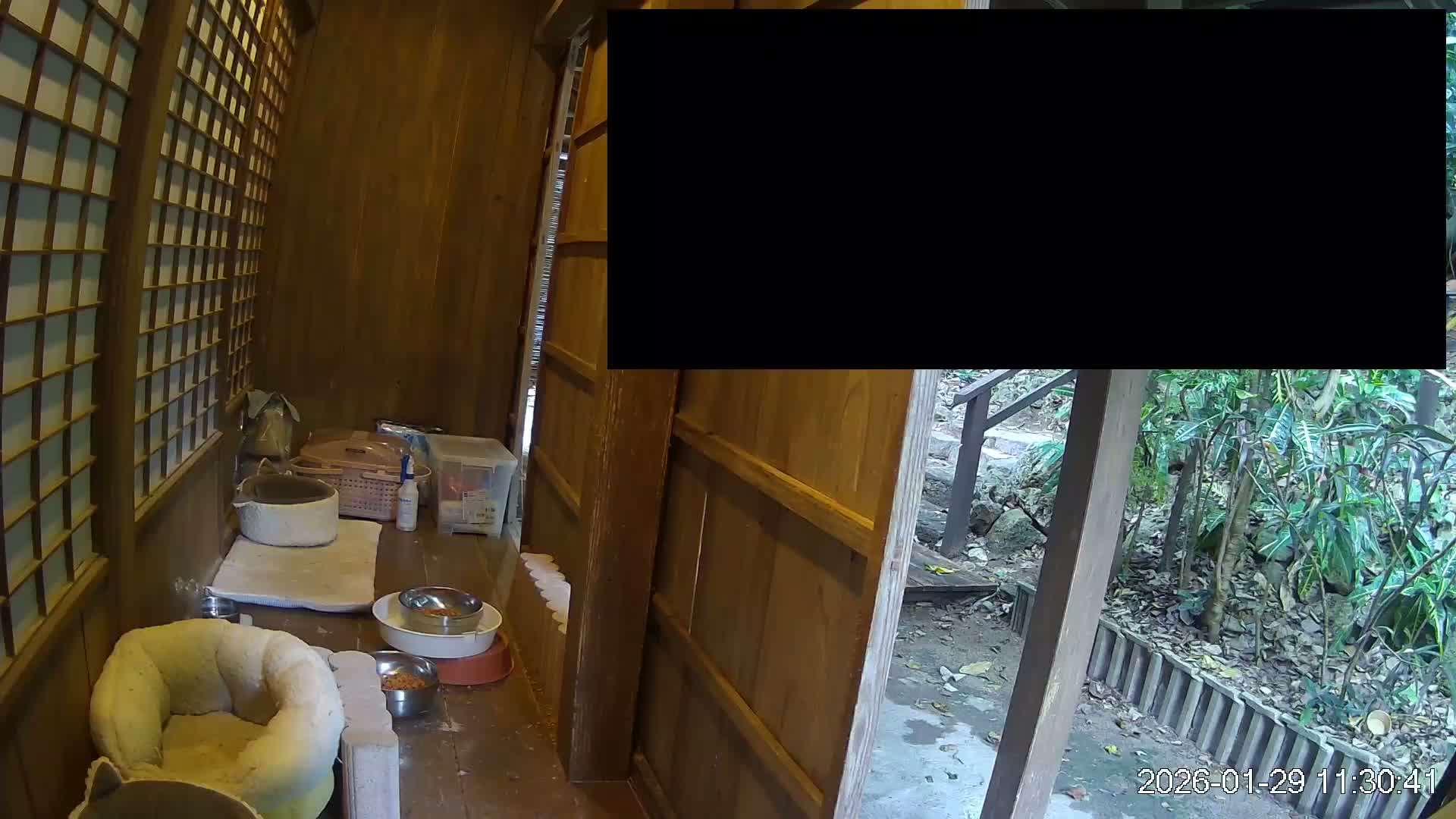 Okinawa Island, Motobu, Bise Village Cat Life ( 沖縄本島 本部町 備瀬村 猫ライフ ) Live Cam - Bise, Motobu, Kunigami, Okinawa, Kyushu, Japan