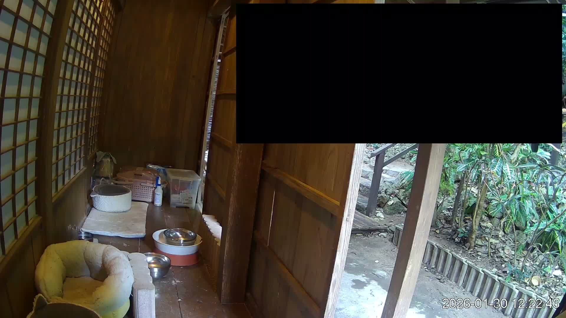 Okinawa Island, Motobu, Bise Village Cat Life ( 沖縄本島 本部町 備瀬村 猫ライフ ) Live Cam - Bise, Motobu, Kunigami, Okinawa, Kyushu, Japan