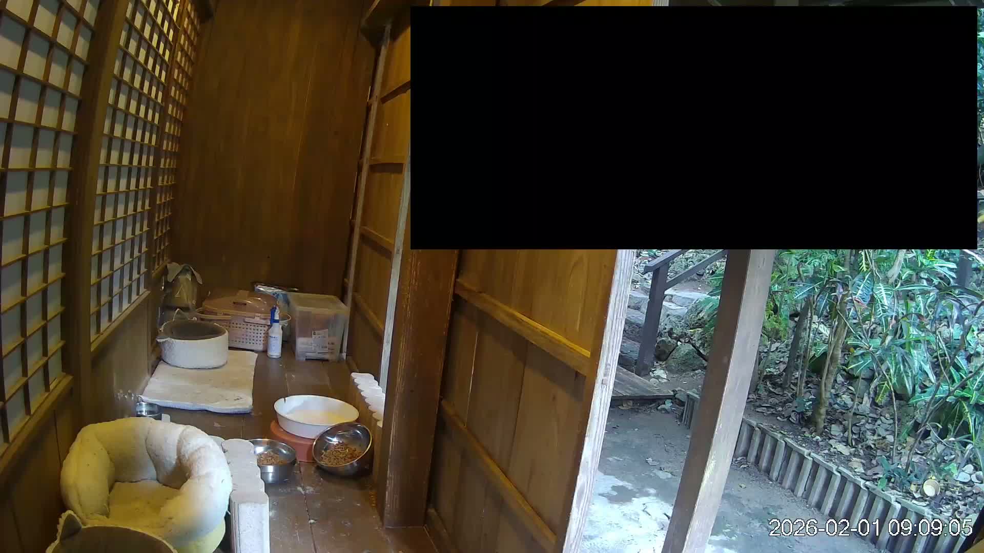Okinawa Island, Motobu, Bise Village Cat Life ( 沖縄本島 本部町 備瀬村 猫ライフ ) Live Cam - Bise, Motobu, Kunigami, Okinawa, Kyushu, Japan