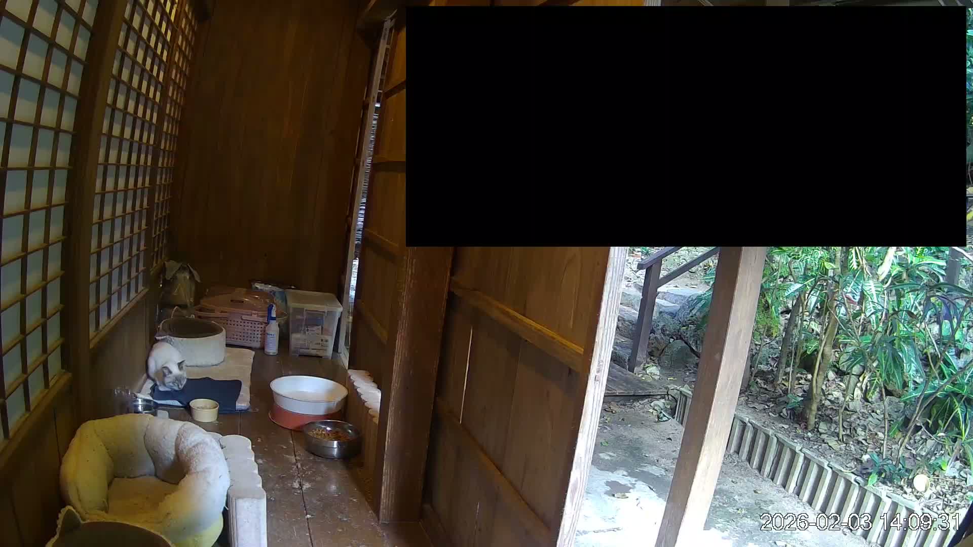 Okinawa Island, Motobu, Bise Village Cat Life ( 沖縄本島 本部町 備瀬村 猫ライフ ) Live Cam - Bise, Motobu, Kunigami, Okinawa, Kyushu, Japan