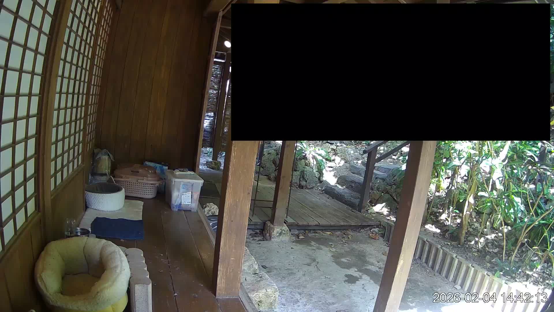 Okinawa Island, Motobu, Bise Village Cat Life ( 沖縄本島 本部町 備瀬村 猫ライフ ) Live Cam - Bise, Motobu, Kunigami, Okinawa, Kyushu, Japan