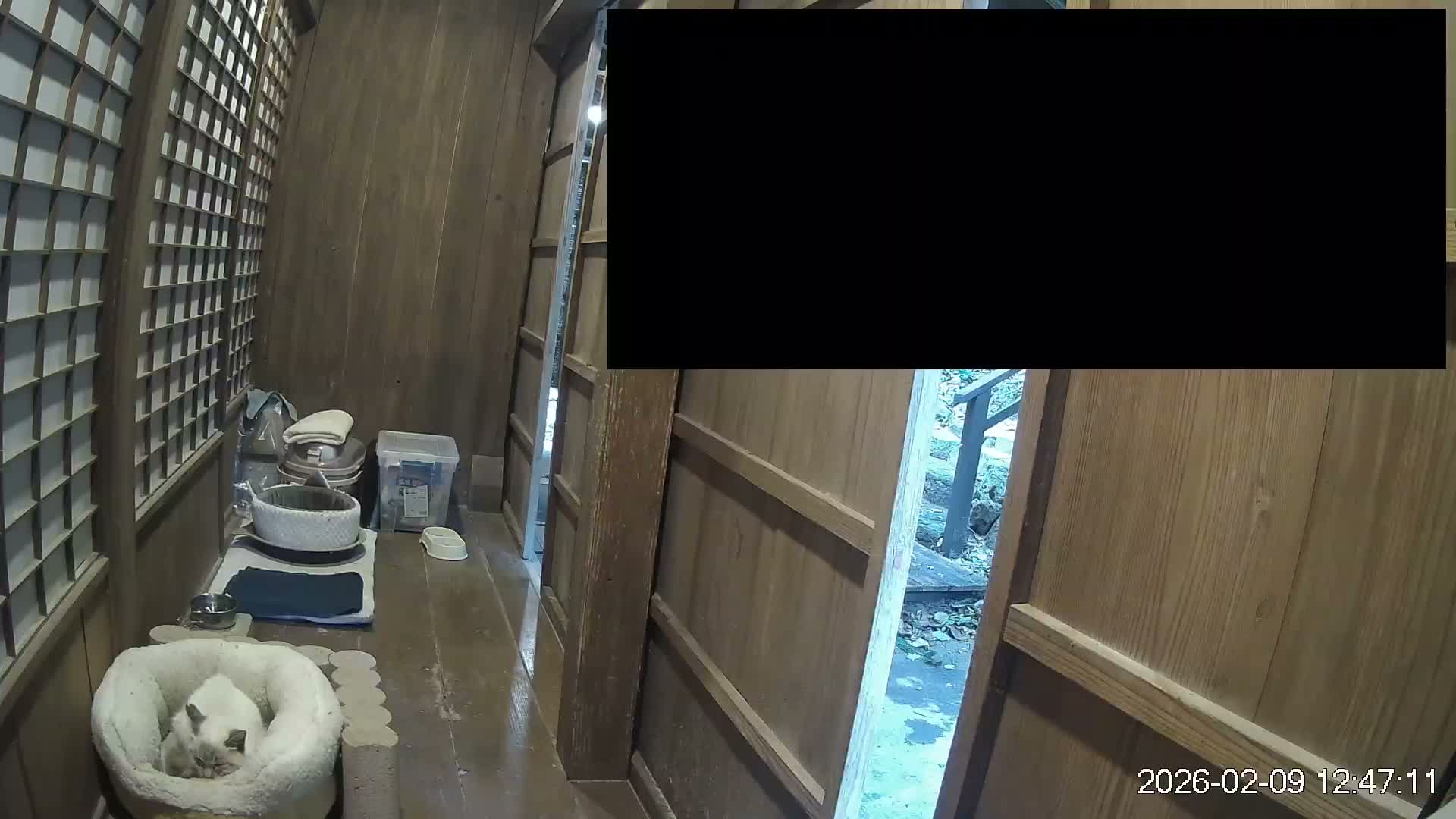 Okinawa Island, Motobu, Bise Village Cat Life ( 沖縄本島 本部町 備瀬村 猫ライフ ) Live Cam - Bise, Motobu, Kunigami, Okinawa, Kyushu, Japan