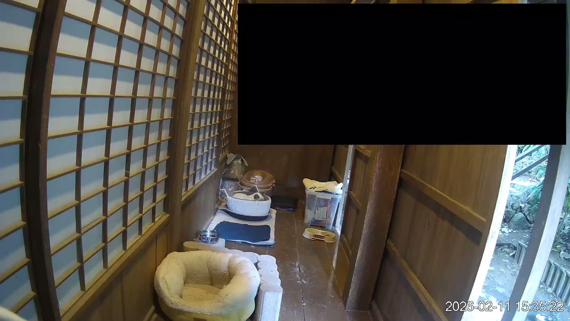 Okinawa Island, Motobu, Bise Village Cat Life ( 沖縄本島 本部町 備瀬村 猫ライフ ) Live Cam - Bise, Motobu, Kunigami, Okinawa, Kyushu, Japan