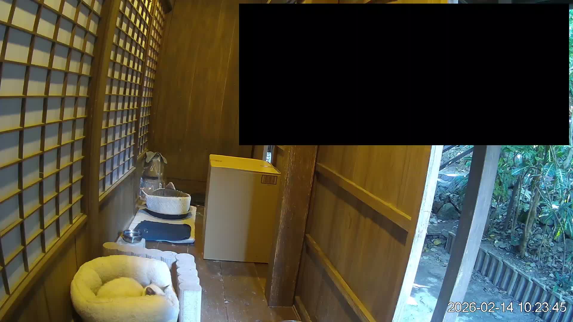 Okinawa Island, Motobu, Bise Village Cat Life ( 沖縄本島 本部町 備瀬村 猫ライフ ) Live Cam - Bise, Motobu, Kunigami, Okinawa, Kyushu, Japan