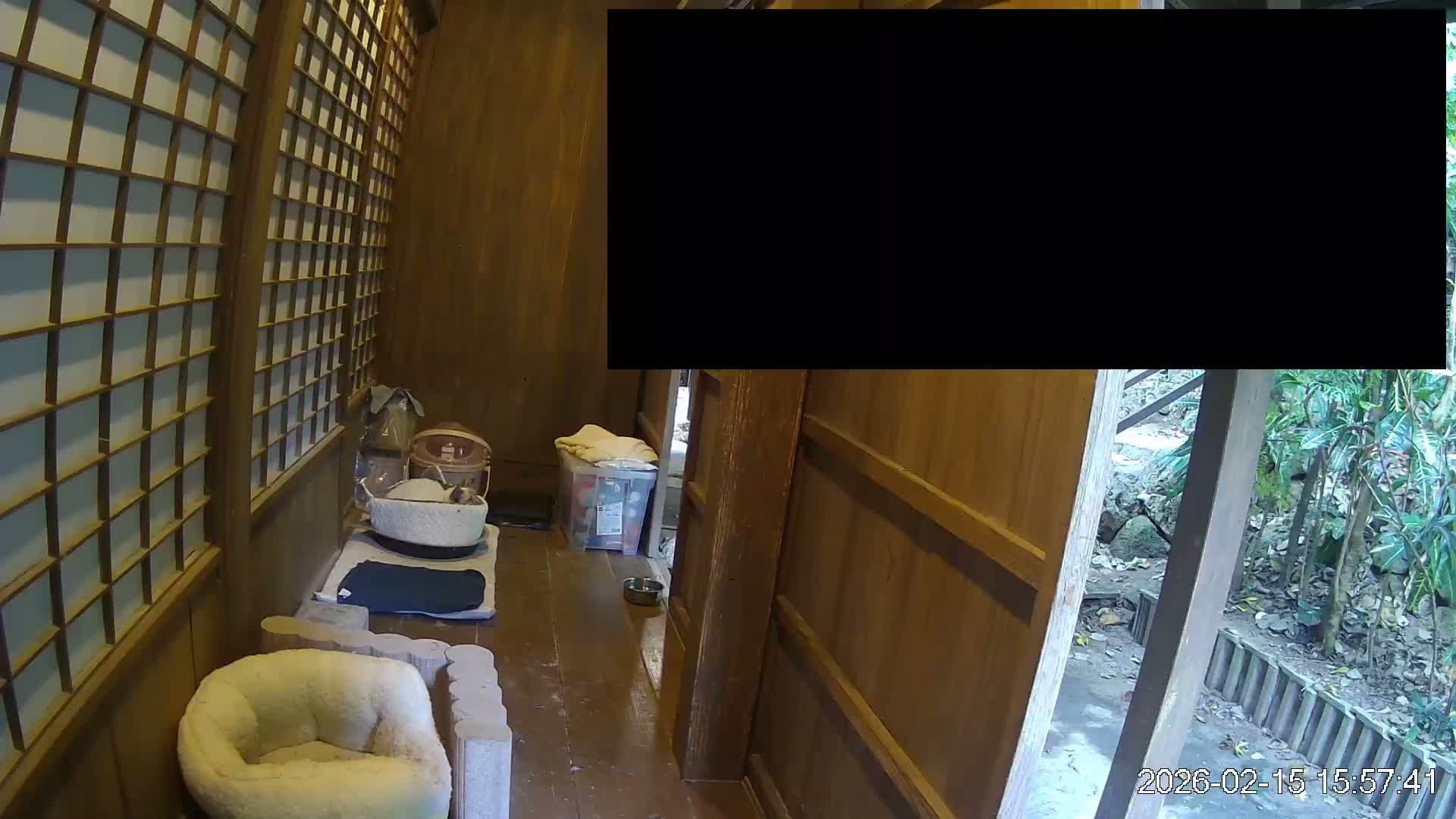 Okinawa Island, Motobu, Bise Village Cat Life ( 沖縄本島 本部町 備瀬村 猫ライフ ) Live Cam - Bise, Motobu, Kunigami, Okinawa, Kyushu, Japan