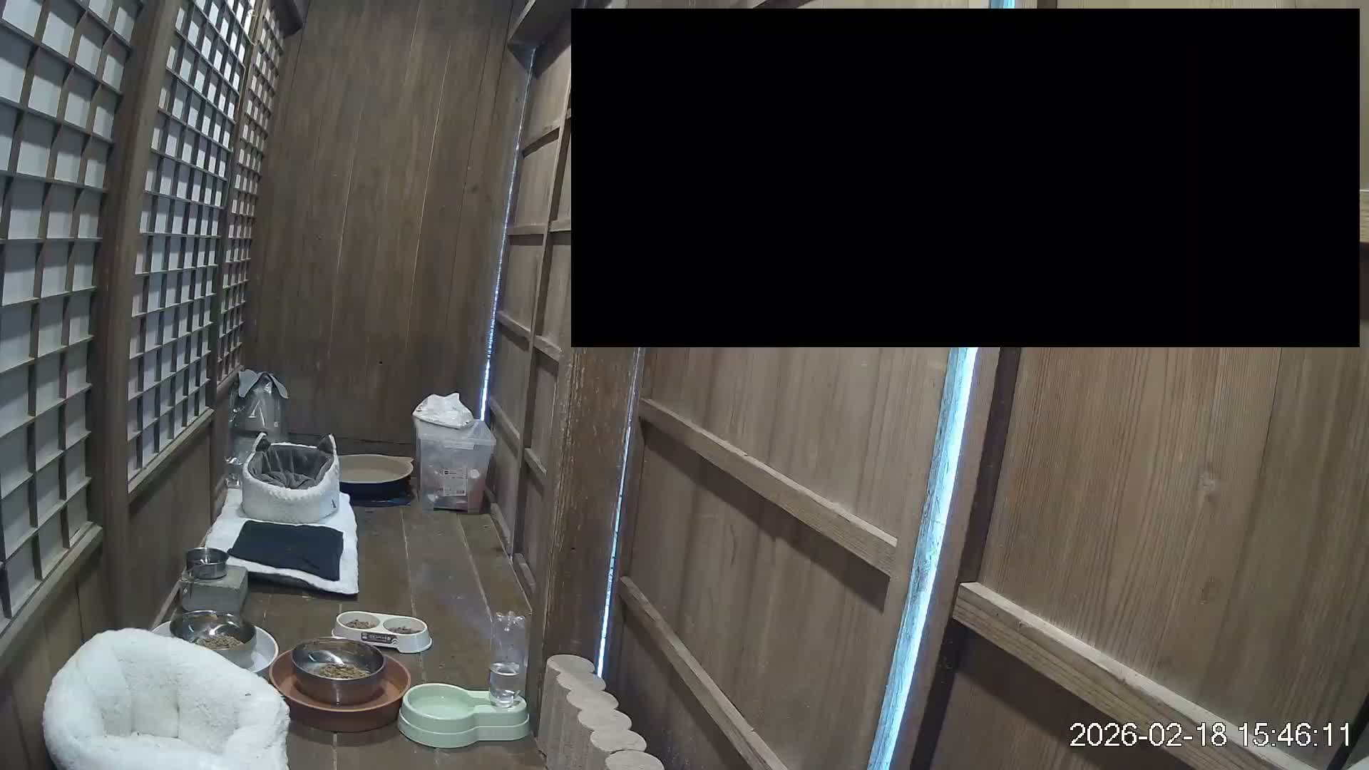 Okinawa Island, Motobu, Bise Village Cat Life ( 沖縄本島 本部町 備瀬村 猫ライフ ) Live Cam - Bise, Motobu, Kunigami, Okinawa, Kyushu, Japan