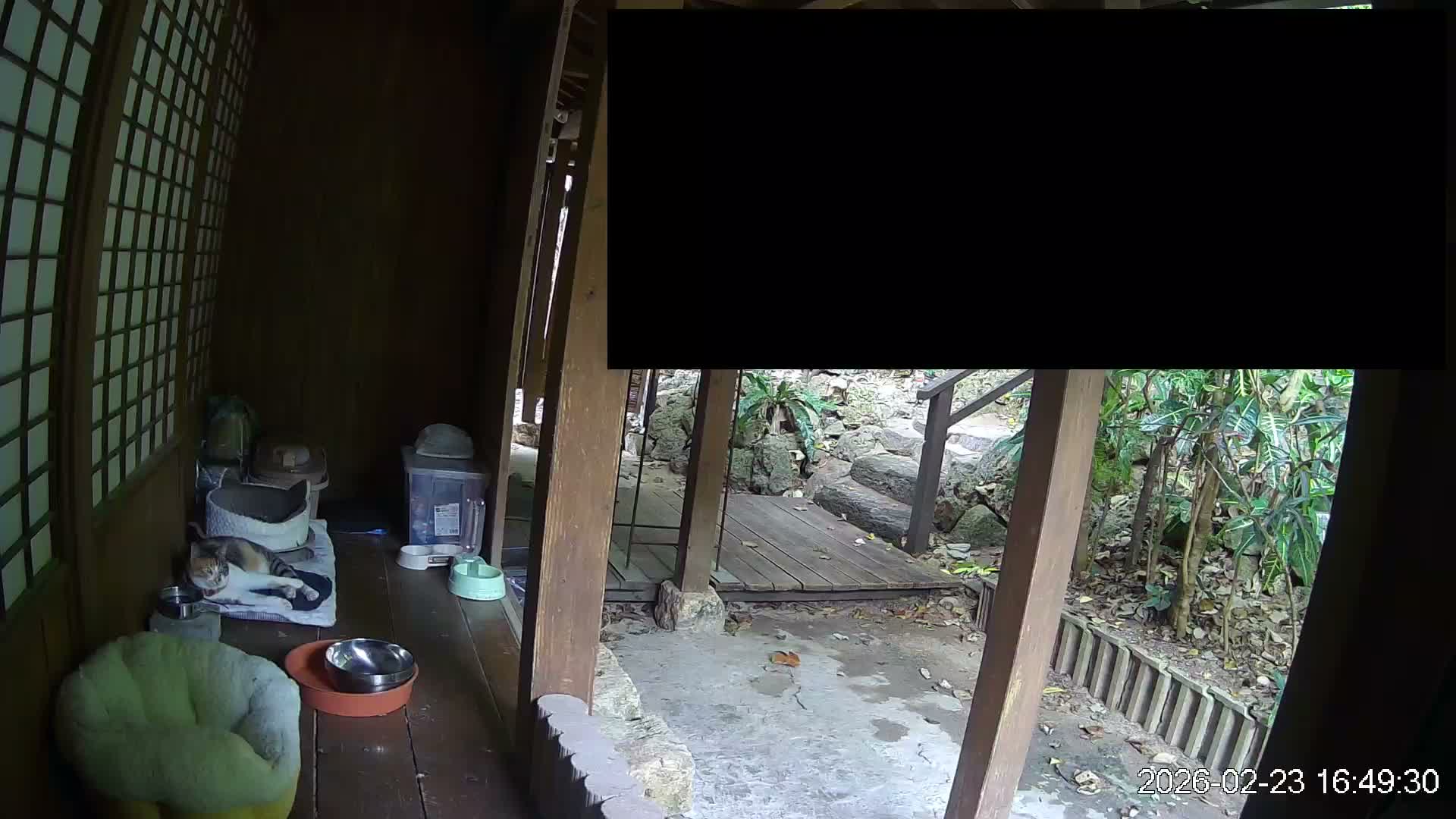 Okinawa Island, Motobu, Bise Village Cat Life ( 沖縄本島 本部町 備瀬村 猫ライフ ) Live Cam - Bise, Motobu, Kunigami, Okinawa, Kyushu, Japan