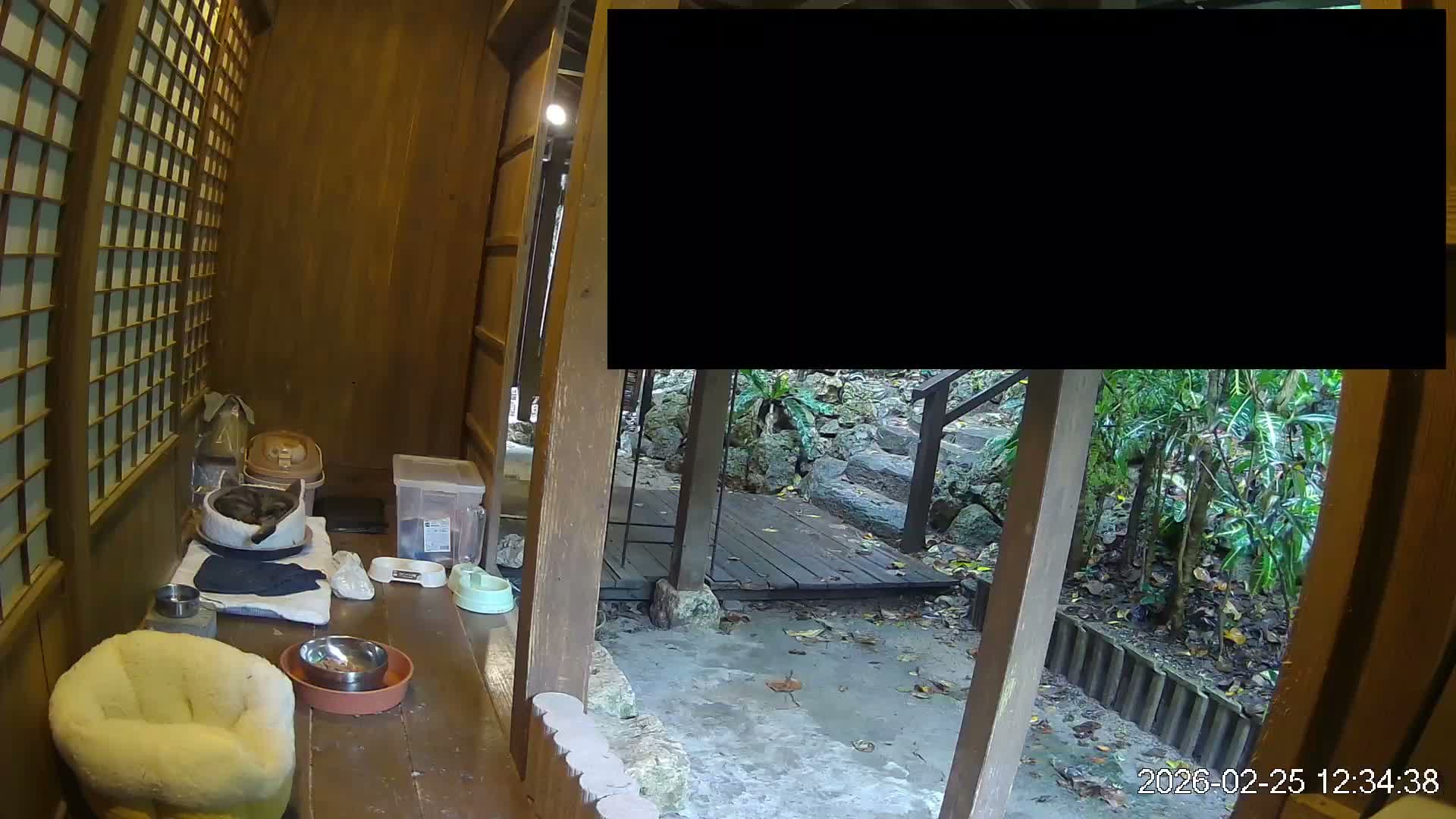 Okinawa Island, Motobu, Bise Village Cat Life ( 沖縄本島 本部町 備瀬村 猫ライフ ) Live Cam - Bise, Motobu, Kunigami, Okinawa, Kyushu, Japan