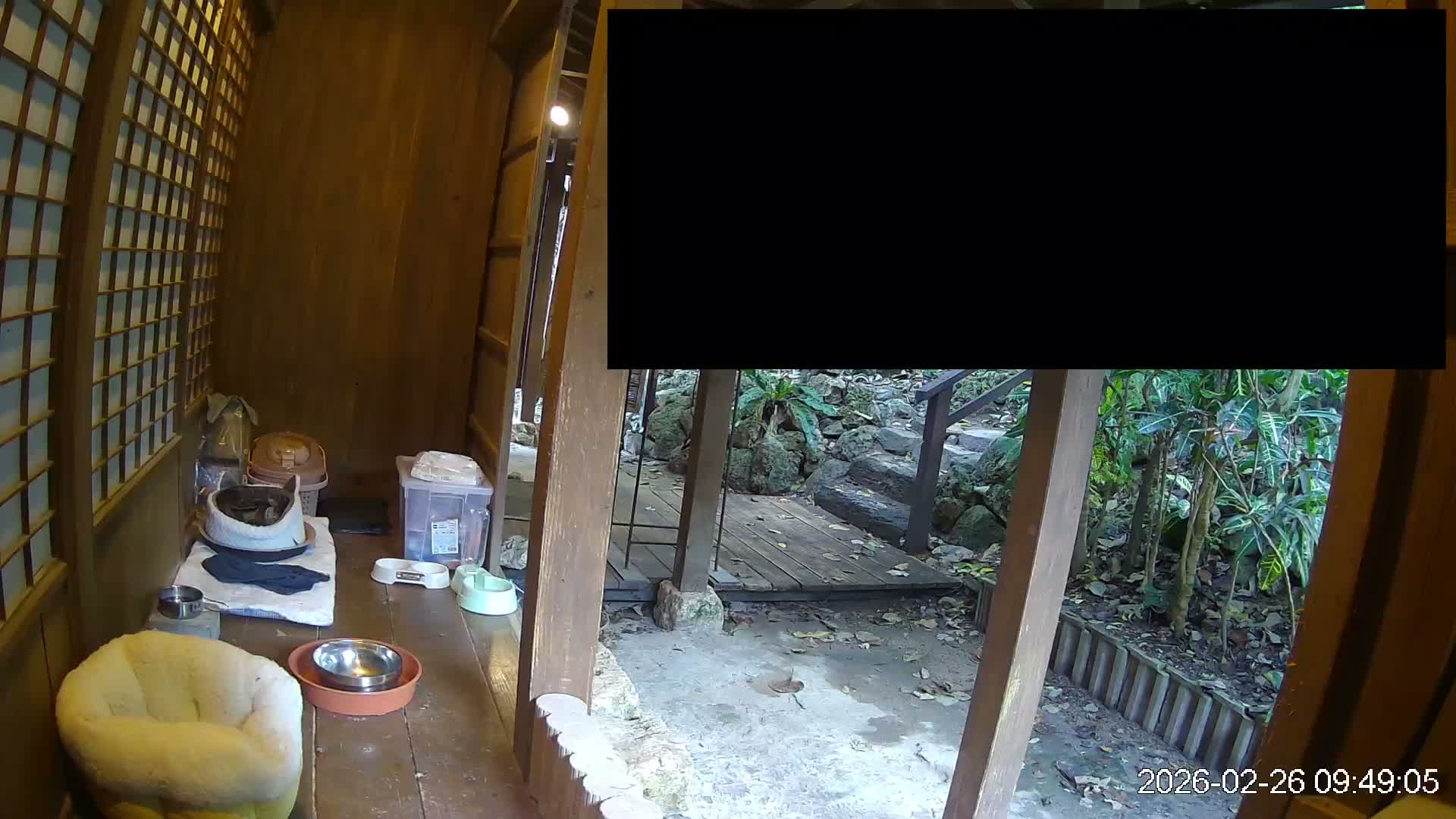 Okinawa Island, Motobu, Bise Village Cat Life ( 沖縄本島 本部町 備瀬村 猫ライフ ) Live Cam - Bise, Motobu, Kunigami, Okinawa, Kyushu, Japan
