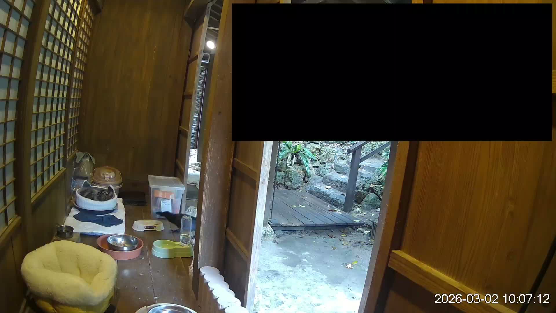 Okinawa Island, Motobu, Bise Village Cat Life ( 沖縄本島 本部町 備瀬村 猫ライフ ) Live Cam - Bise, Motobu, Kunigami, Okinawa, Kyushu, Japan