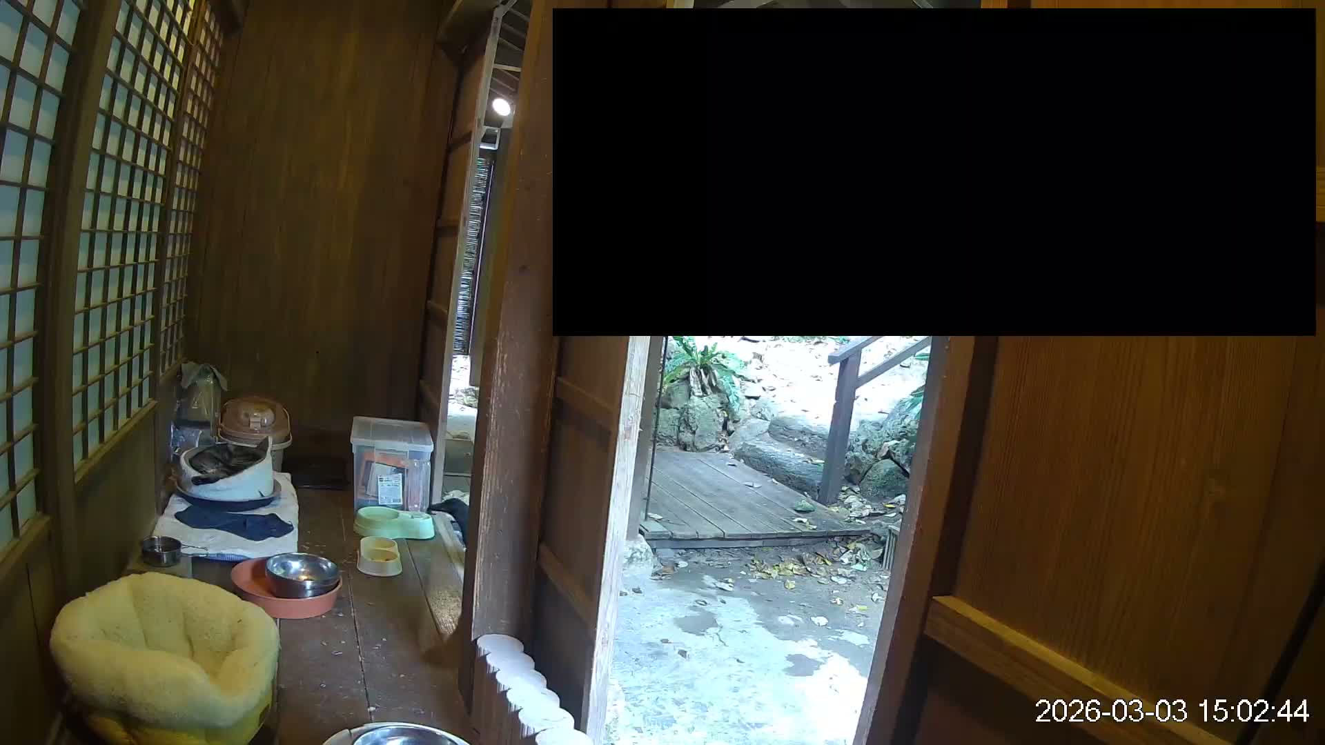 Okinawa Island, Motobu, Bise Village Cat Life ( 沖縄本島 本部町 備瀬村 猫ライフ ) Live Cam - Bise, Motobu, Kunigami, Okinawa, Kyushu, Japan