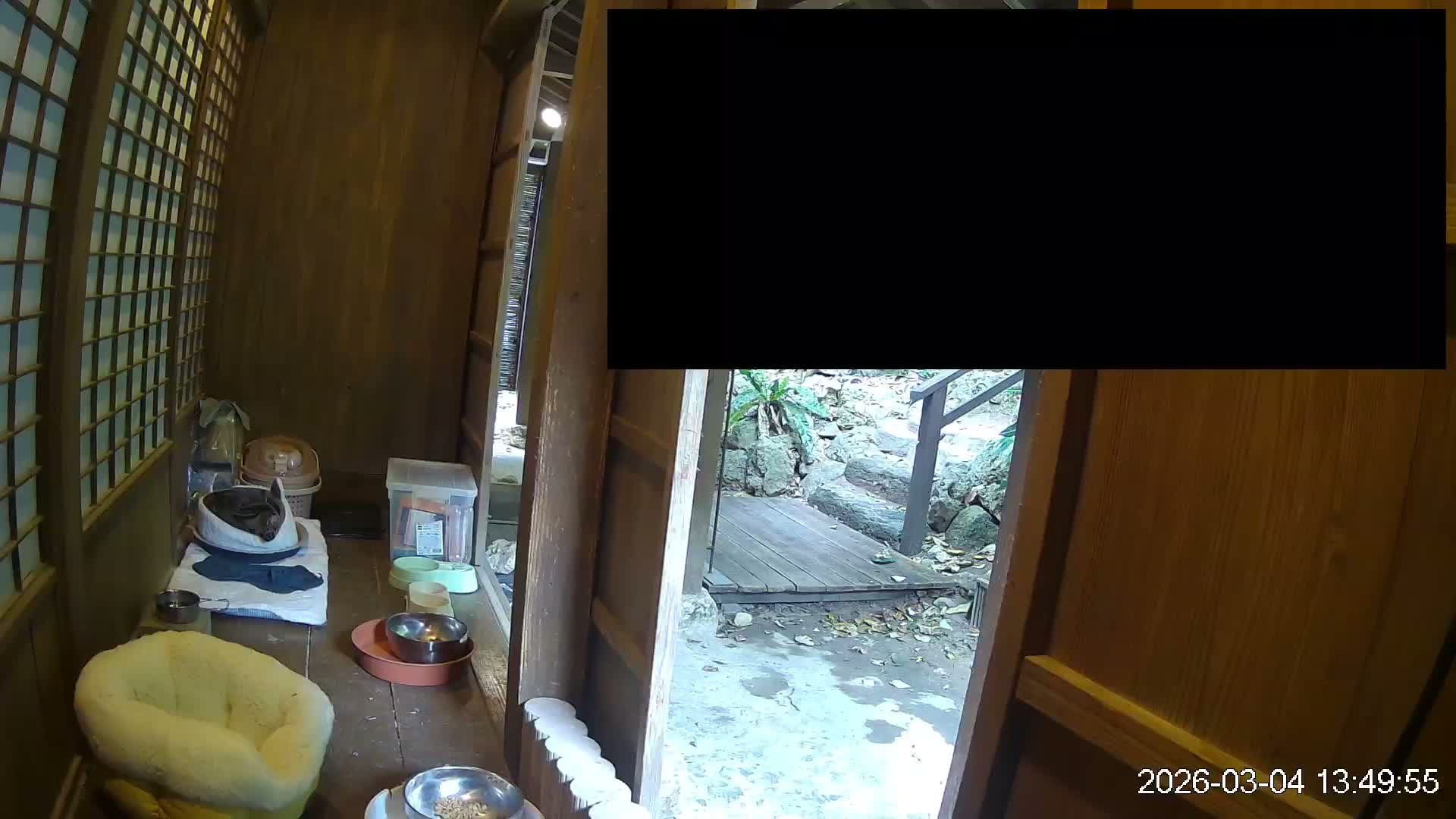 Okinawa Island, Motobu, Bise Village Cat Life ( 沖縄本島 本部町 備瀬村 猫ライフ ) Live Cam - Bise, Motobu, Kunigami, Okinawa, Kyushu, Japan