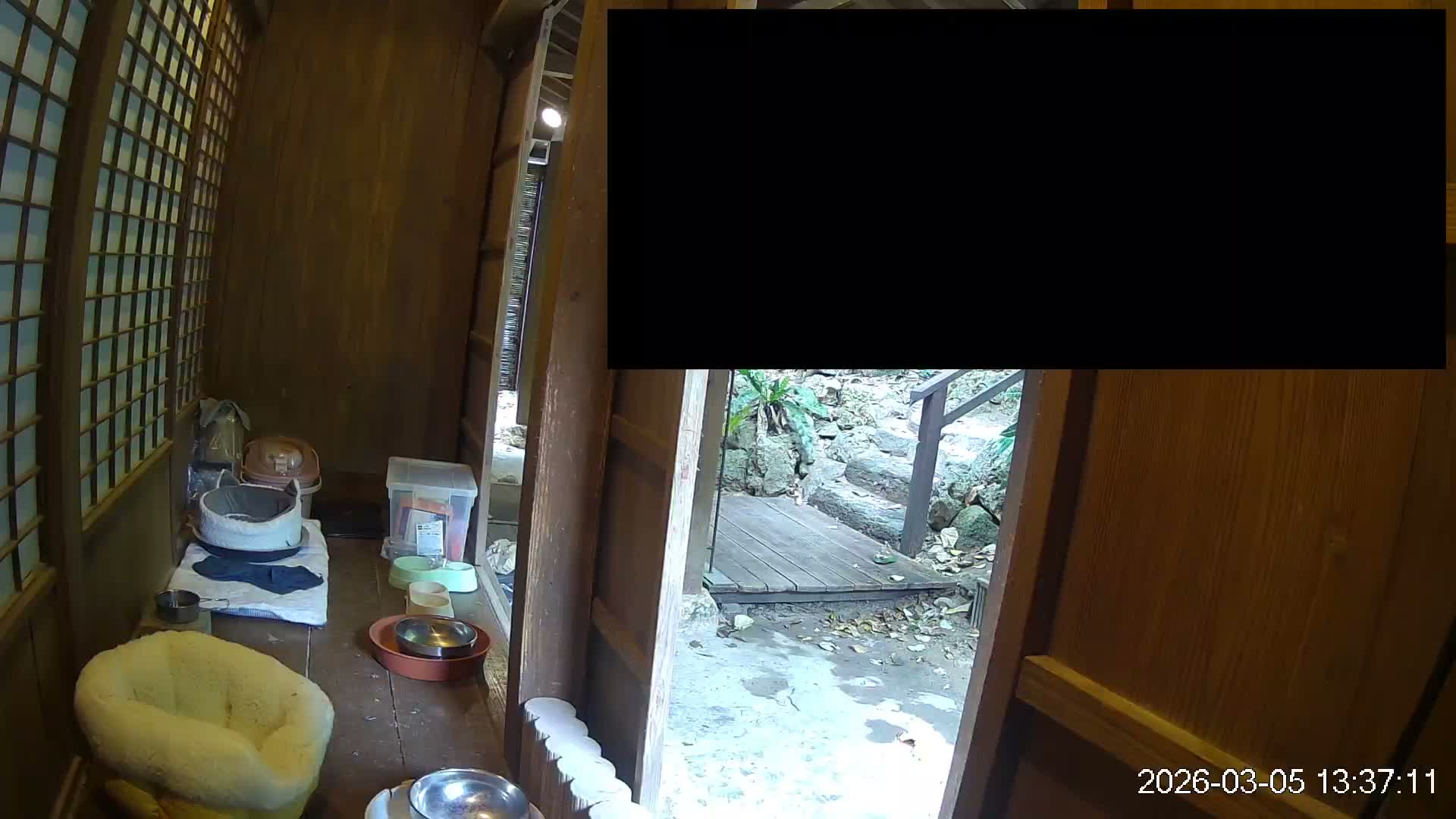 Okinawa Island, Motobu, Bise Village Cat Life ( 沖縄本島 本部町 備瀬村 猫ライフ ) Live Cam - Bise, Motobu, Kunigami, Okinawa, Kyushu, Japan
