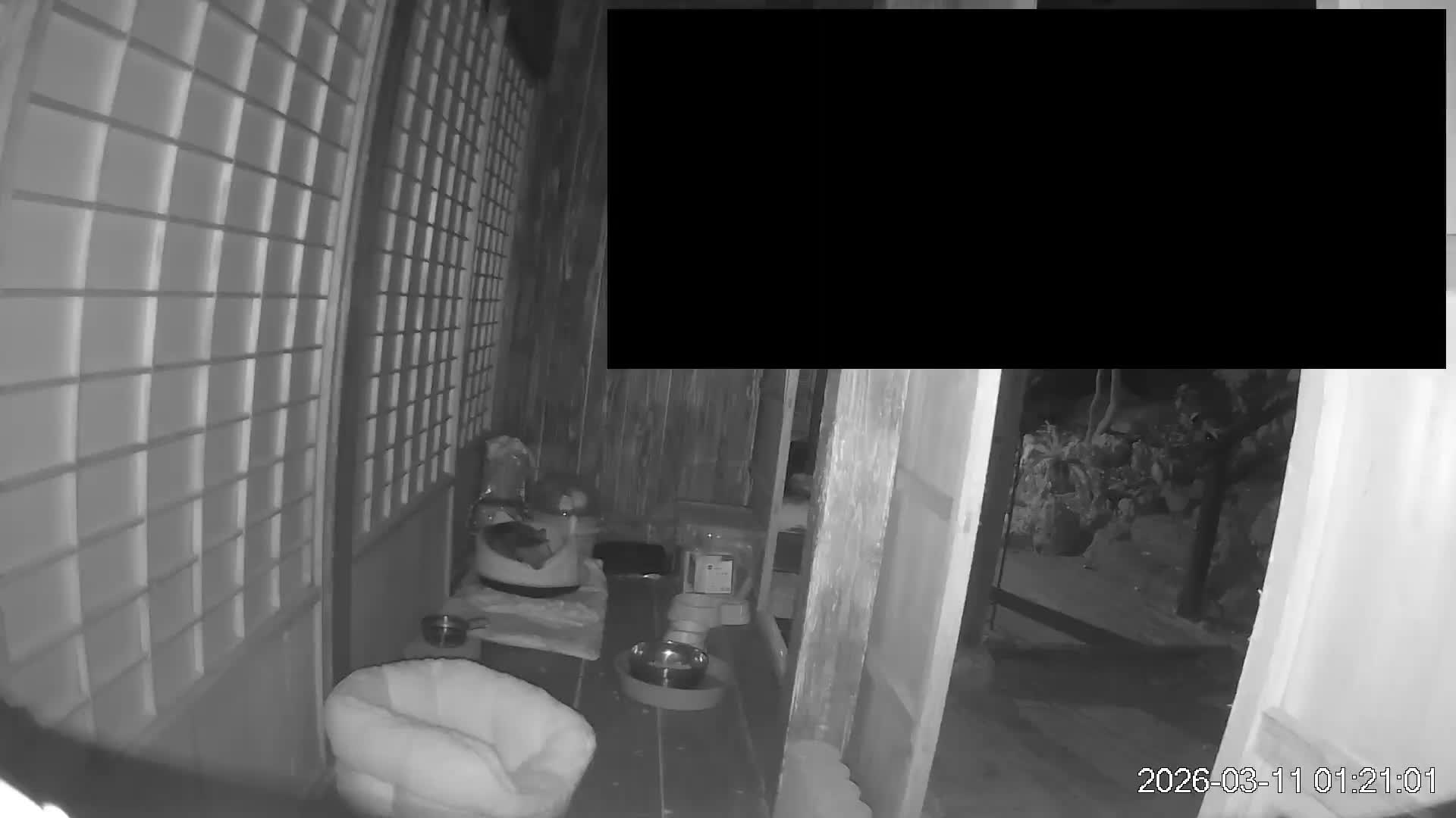 Okinawa Island, Motobu, Bise Village Cat Life ( 沖縄本島 本部町 備瀬村 猫ライフ ) Live Cam - Bise, Motobu, Kunigami, Okinawa, Kyushu, Japan