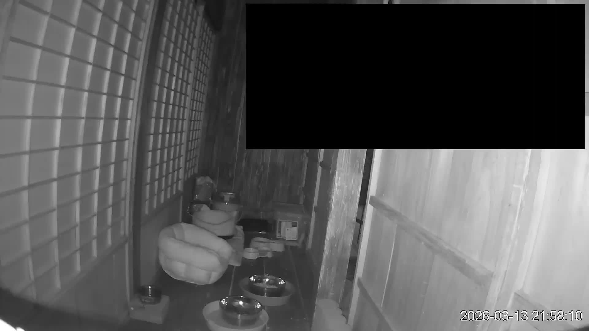 Okinawa Island, Motobu, Bise Village Cat Life ( 沖縄本島 本部町 備瀬村 猫ライフ ) Live Cam - Bise, Motobu, Kunigami, Okinawa, Kyushu, Japan