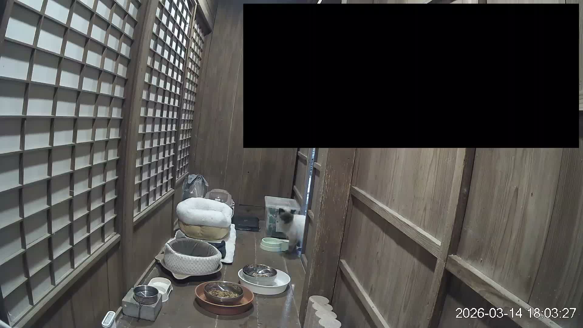 Okinawa Island, Motobu, Bise Village Cat Life ( 沖縄本島 本部町 備瀬村 猫ライフ ) Live Cam - Bise, Motobu, Kunigami, Okinawa, Kyushu, Japan