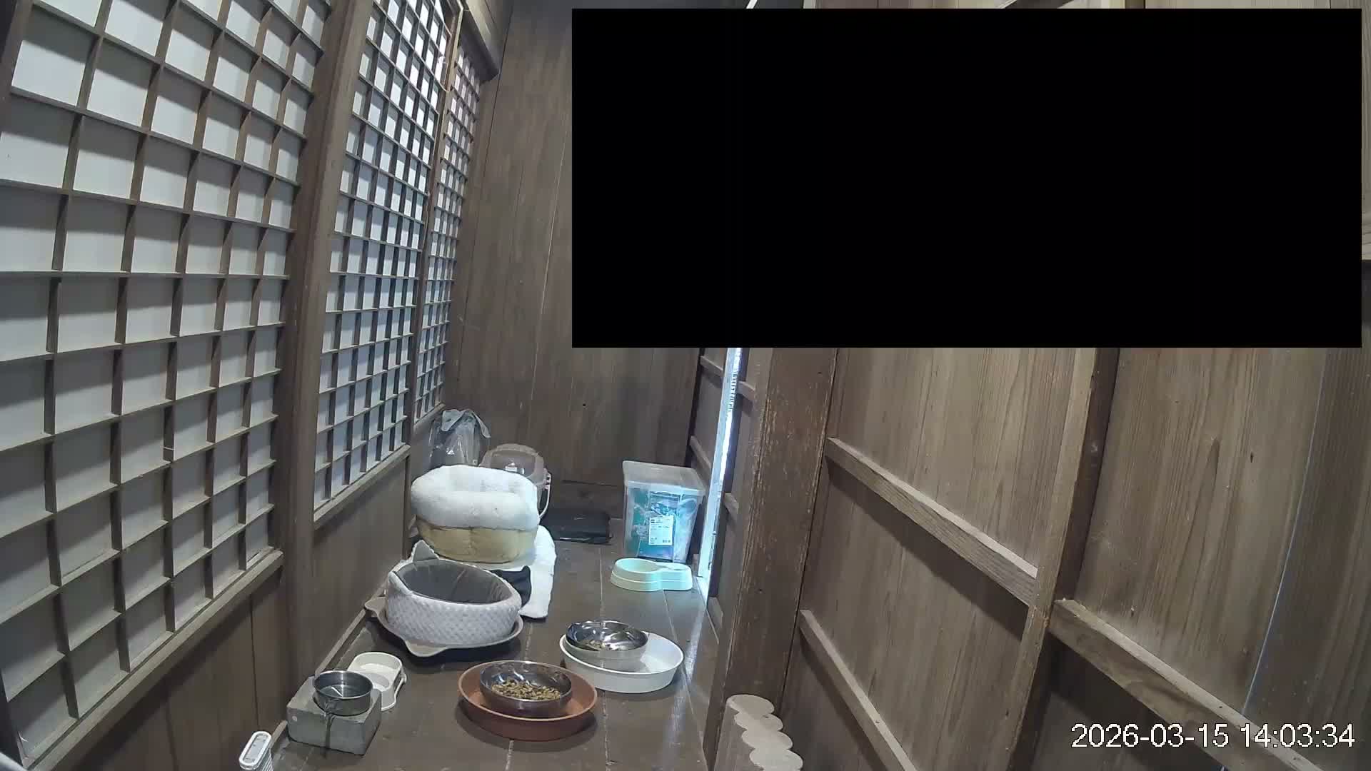 Okinawa Island, Motobu, Bise Village Cat Life ( 沖縄本島 本部町 備瀬村 猫ライフ ) Live Cam - Bise, Motobu, Kunigami, Okinawa, Kyushu, Japan