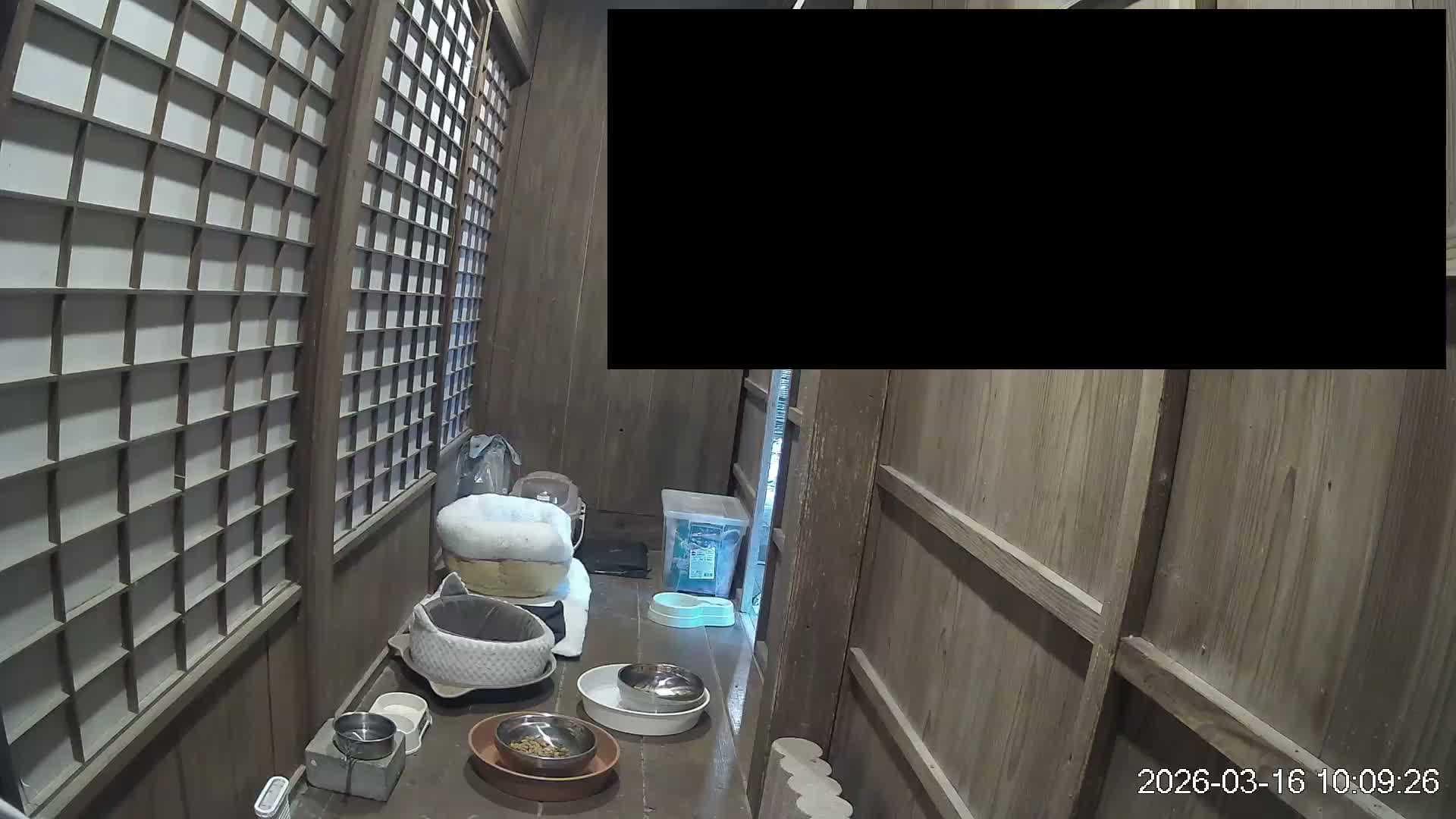 Okinawa Island, Motobu, Bise Village Cat Life ( 沖縄本島 本部町 備瀬村 猫ライフ ) Live Cam - Bise, Motobu, Kunigami, Okinawa, Kyushu, Japan