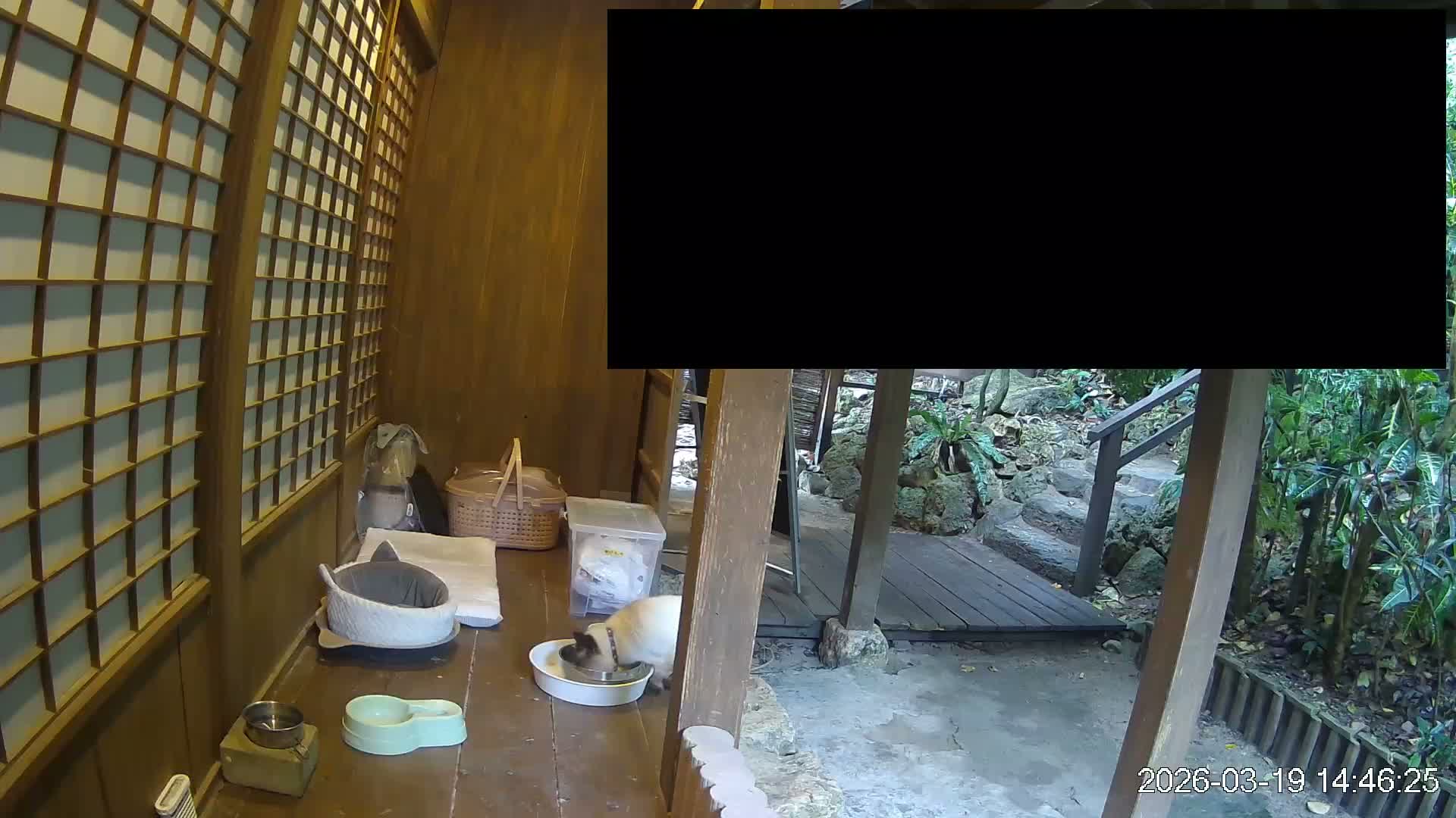 Okinawa Island, Motobu, Bise Village Cat Life ( 沖縄本島 本部町 備瀬村 猫ライフ ) Live Cam - Bise, Motobu, Kunigami, Okinawa, Kyushu, Japan