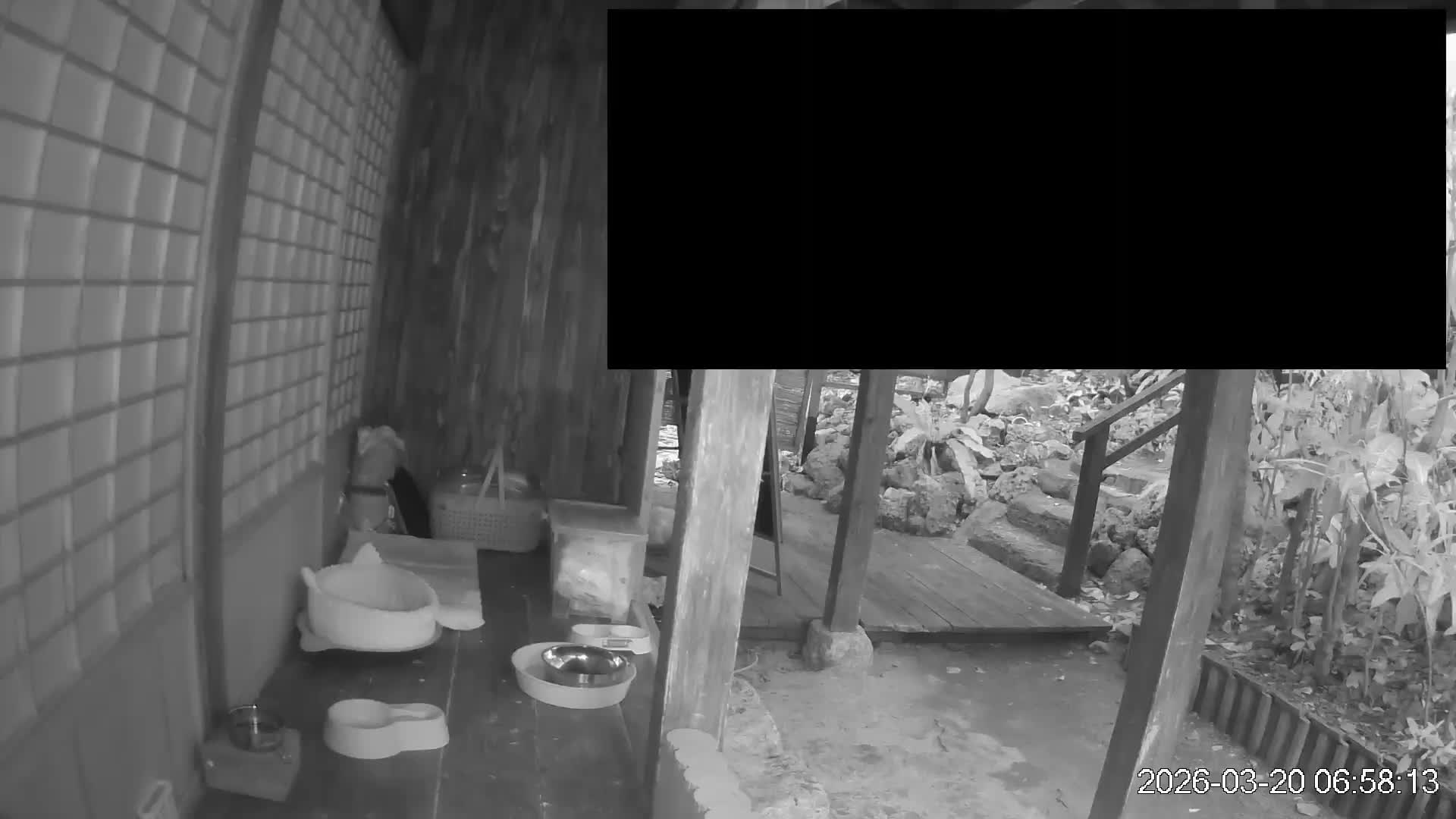 Okinawa Island, Motobu, Bise Village Cat Life ( 沖縄本島 本部町 備瀬村 猫ライフ ) Live Cam - Bise, Motobu, Kunigami, Okinawa, Kyushu, Japan