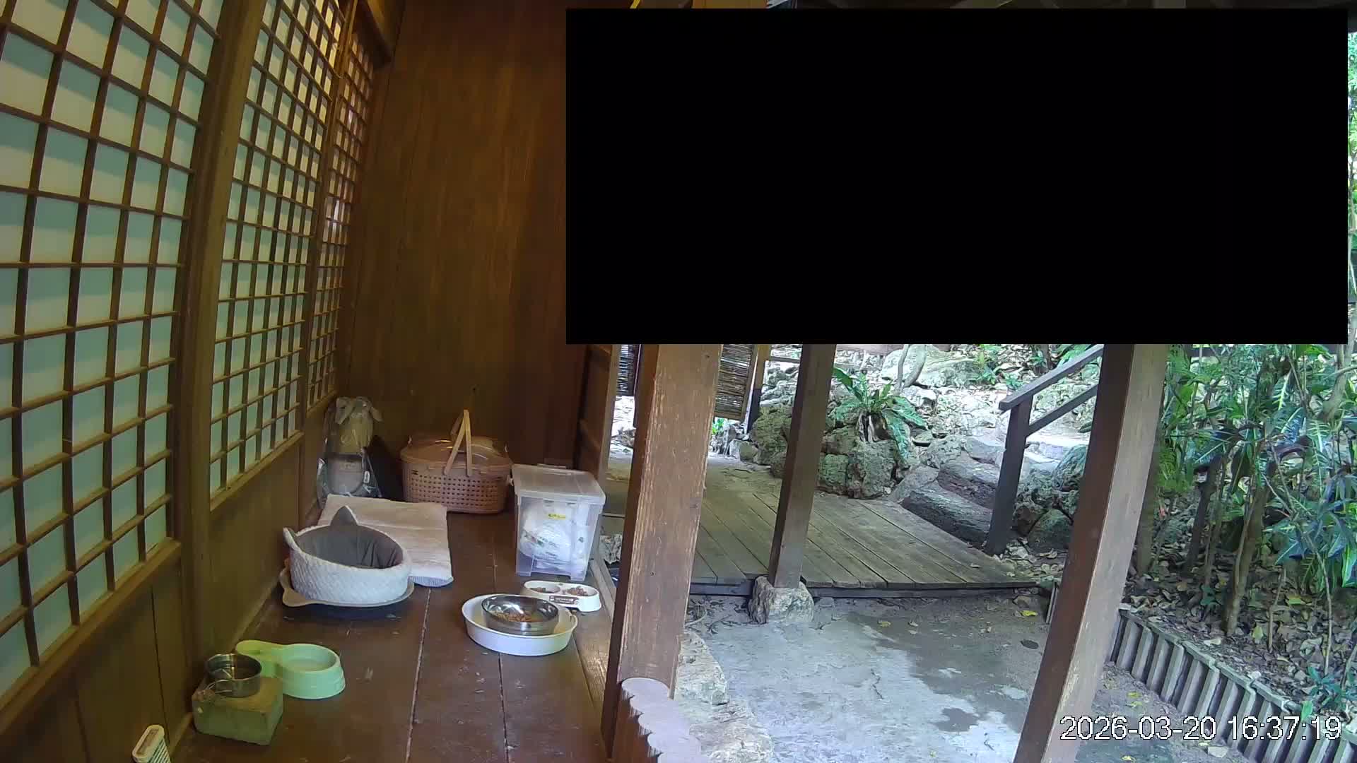 Okinawa Island, Motobu, Bise Village Cat Life ( 沖縄本島 本部町 備瀬村 猫ライフ ) Live Cam - Bise, Motobu, Kunigami, Okinawa, Kyushu, Japan