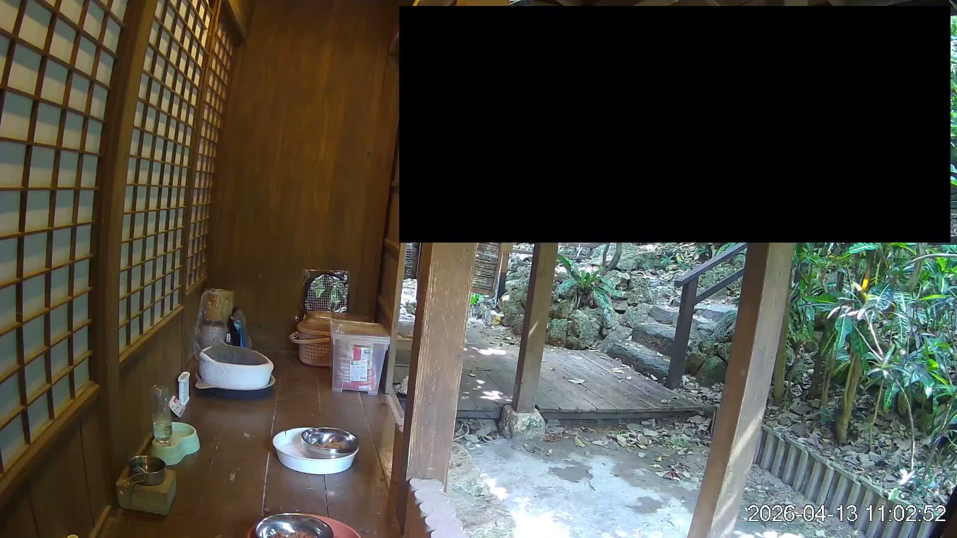 Okinawa Island, Motobu, Bise Village Cat Life ( 沖縄本島 本部町 備瀬村 猫ライフ ) Live Cam - Bise, Motobu, Kunigami, Okinawa, Kyushu, Japan